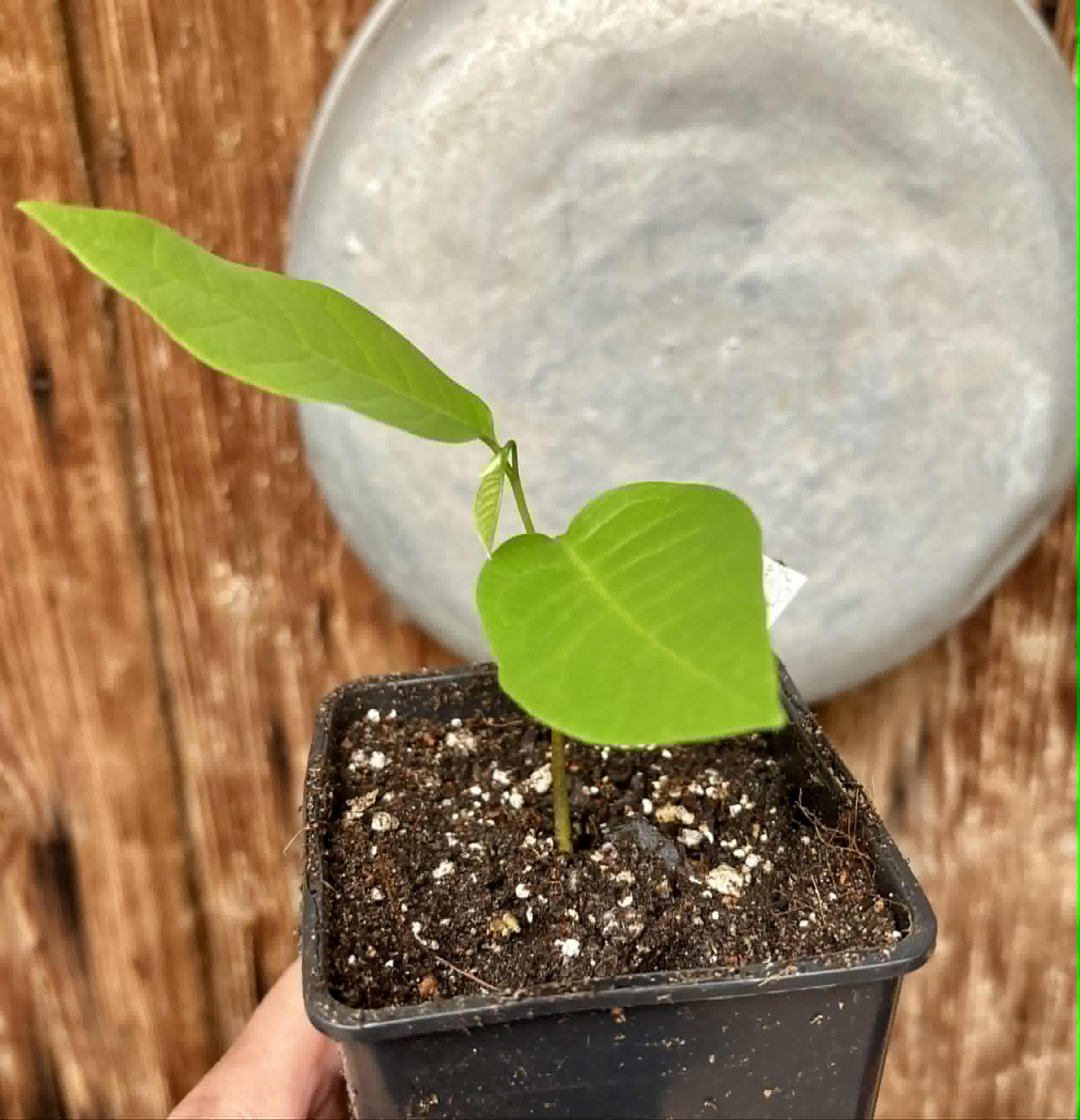 Atemoya African Pride - 1 potted seedling / 1 getopfter Sämling