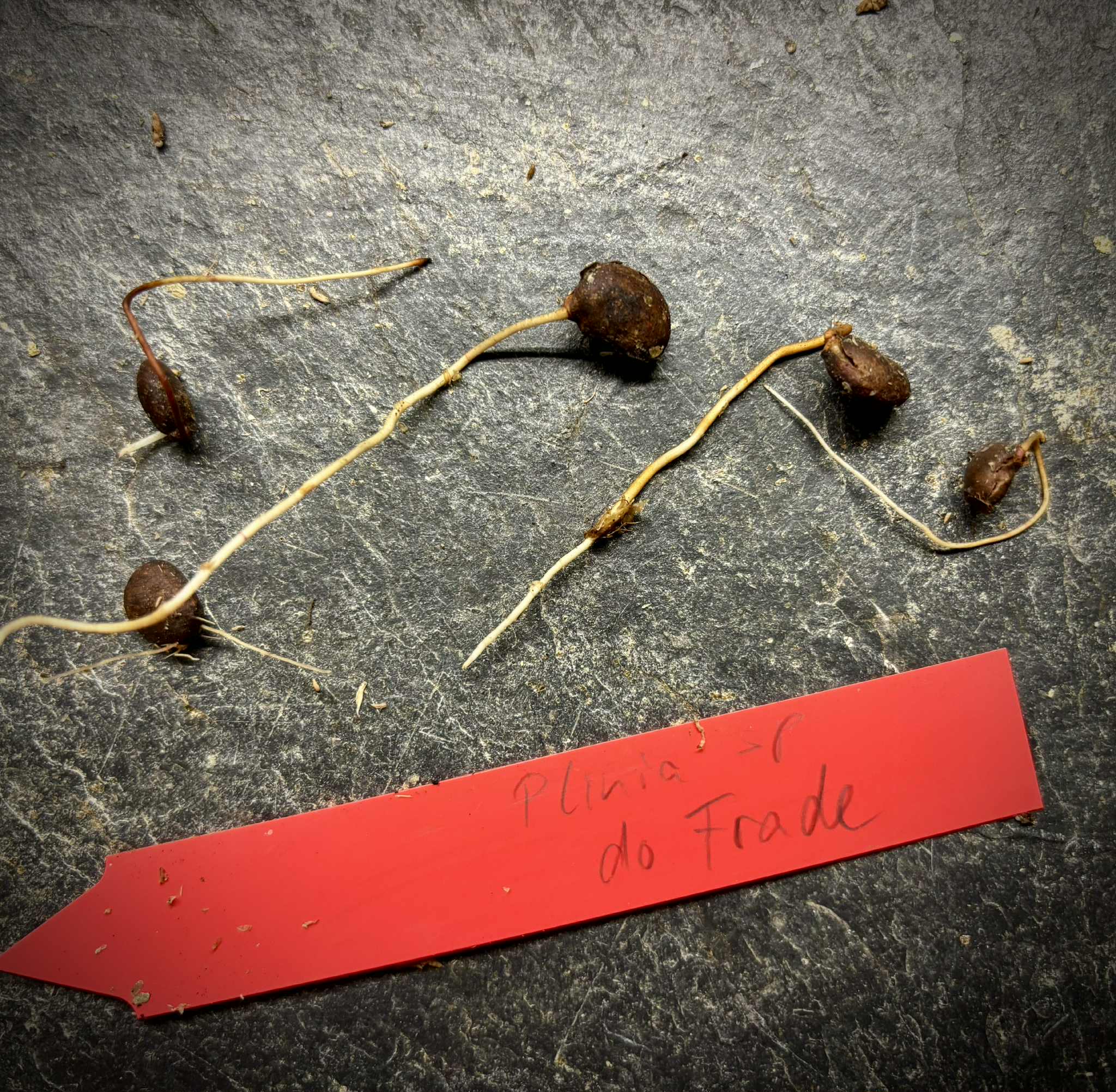 last 4 seeds - Plinia sp. do Frade - 1 germinated seed / 1 gekeimter Samen