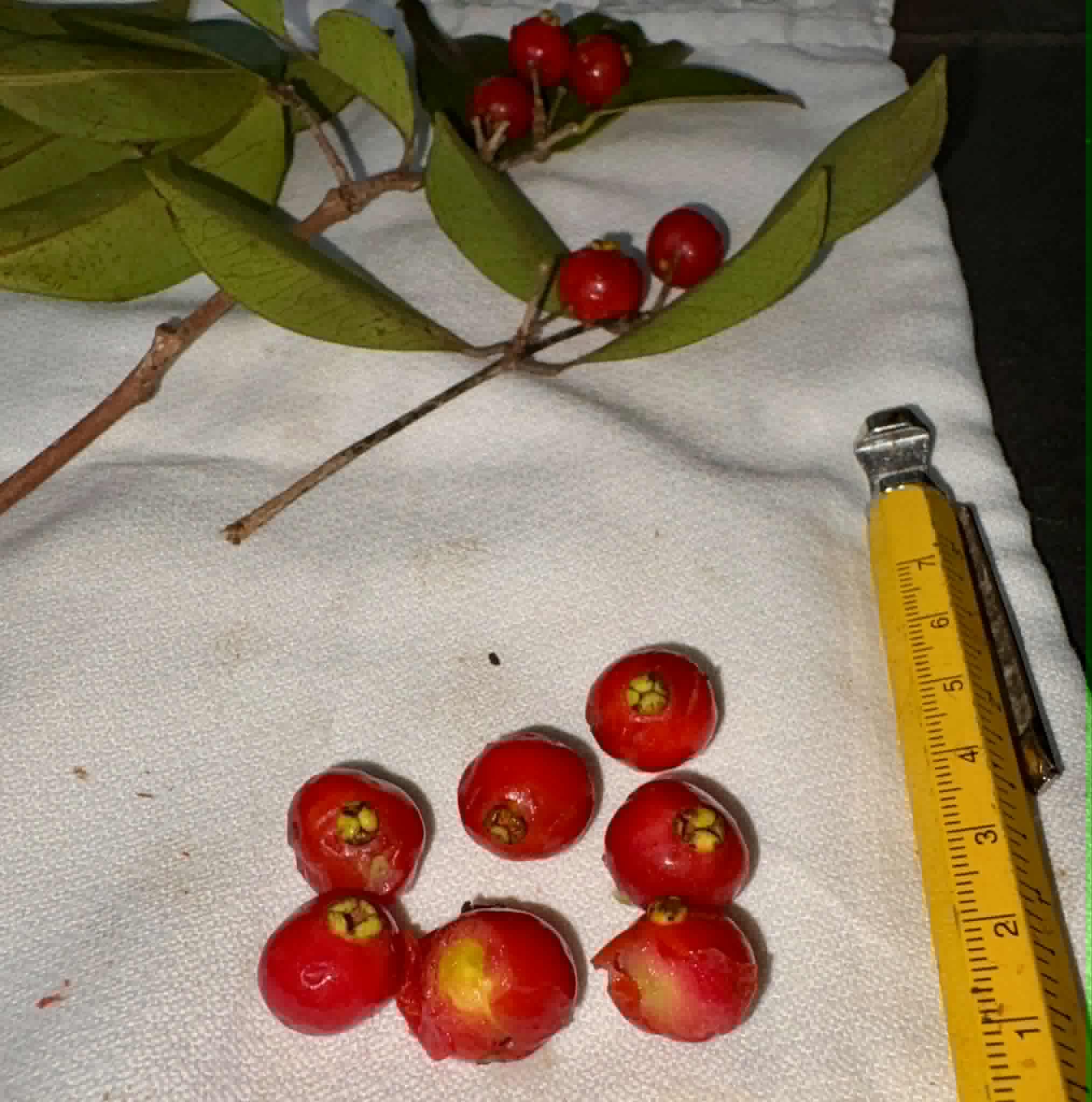 Eugenia sp Pitanga de a Mata - 1 fresh seed / 1 frischer Samen