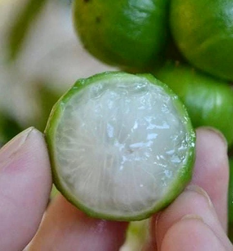 Plinia aureana - Rare exotic plant - Seltene exotische Pflanze