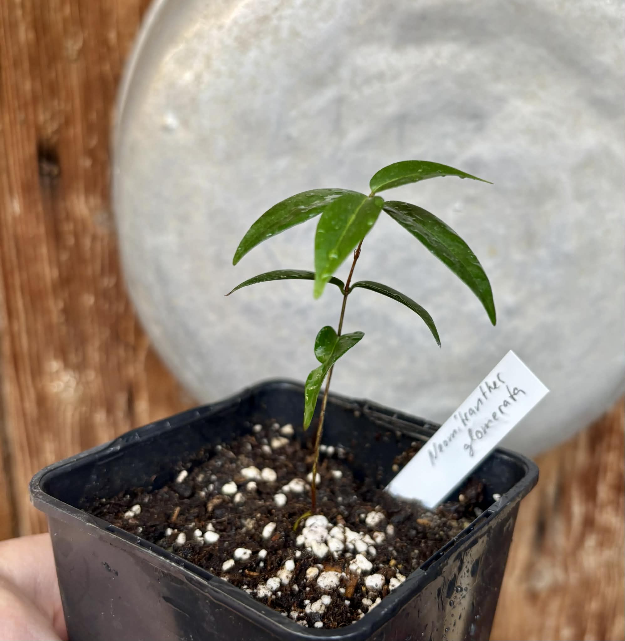 Cabeludinha do Brejo (Neomitranthes glomerata) - 1 potted seedling/ 1 getopfter Sämling