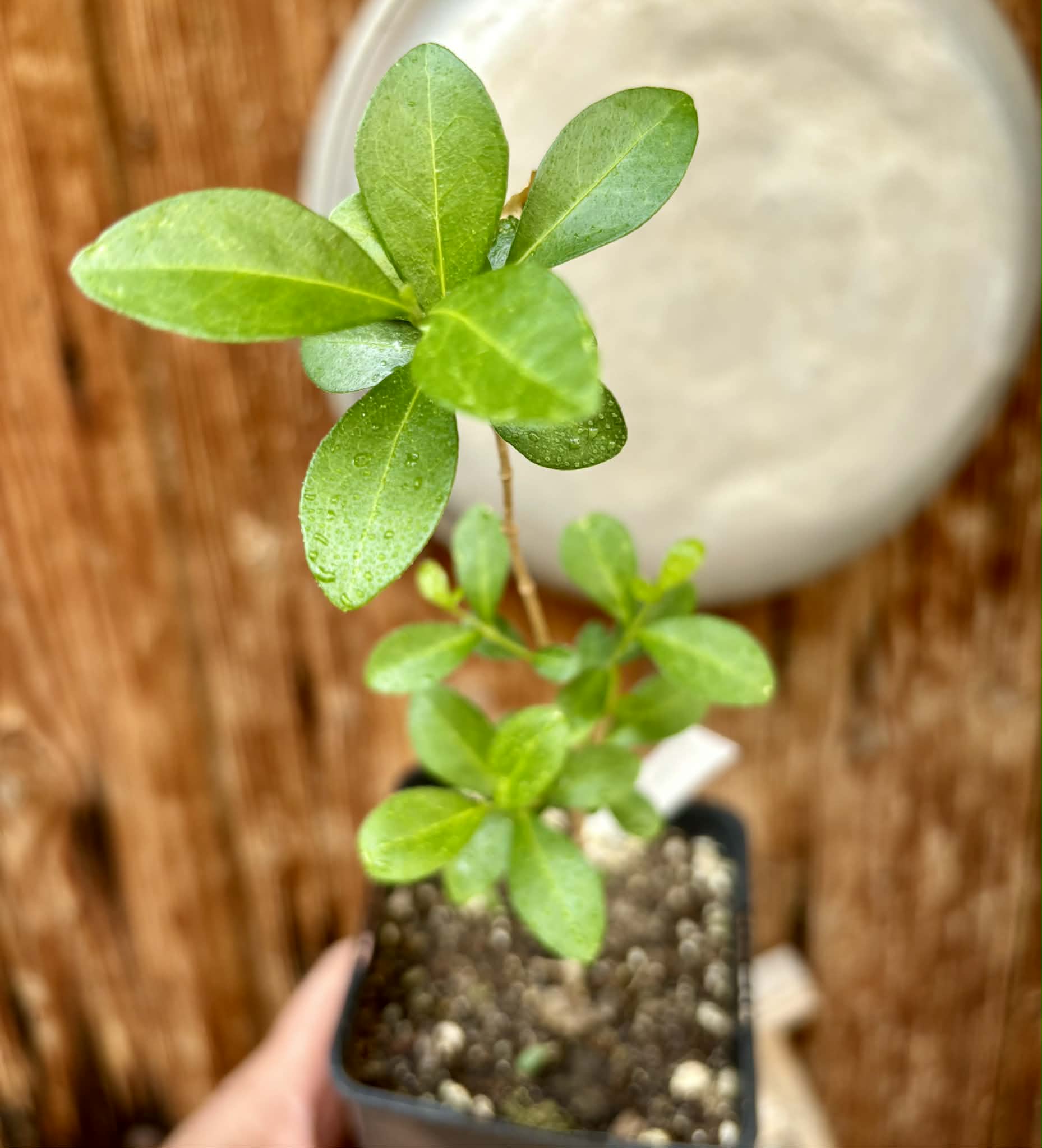 Acerola (Malpighia glabra) - 1 potted seedling / 1 getopfter Sämling
