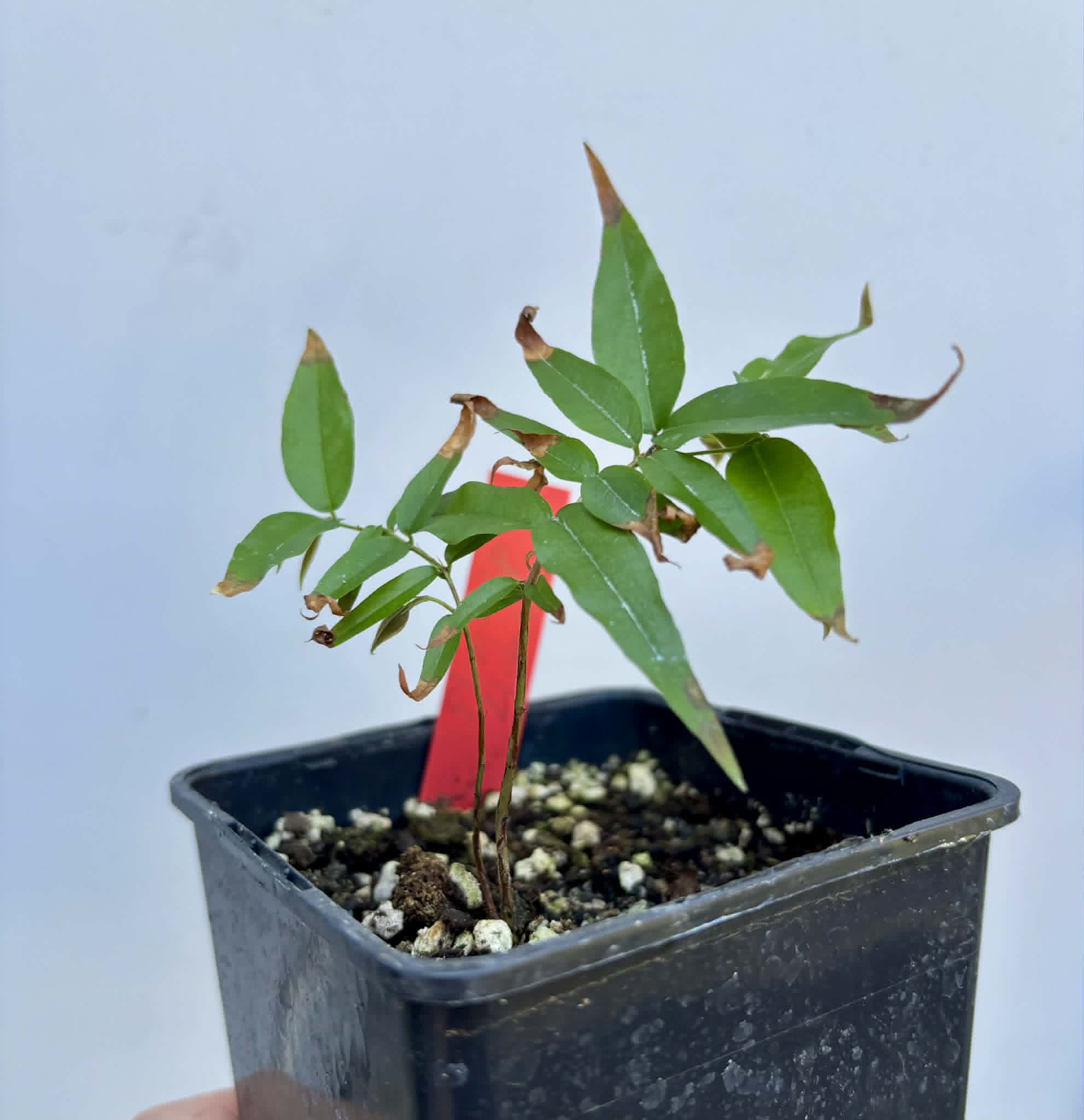 Plinia sp. Listrada var. Urucuca -  1 potted seedling / 1 getopfter Sämling
