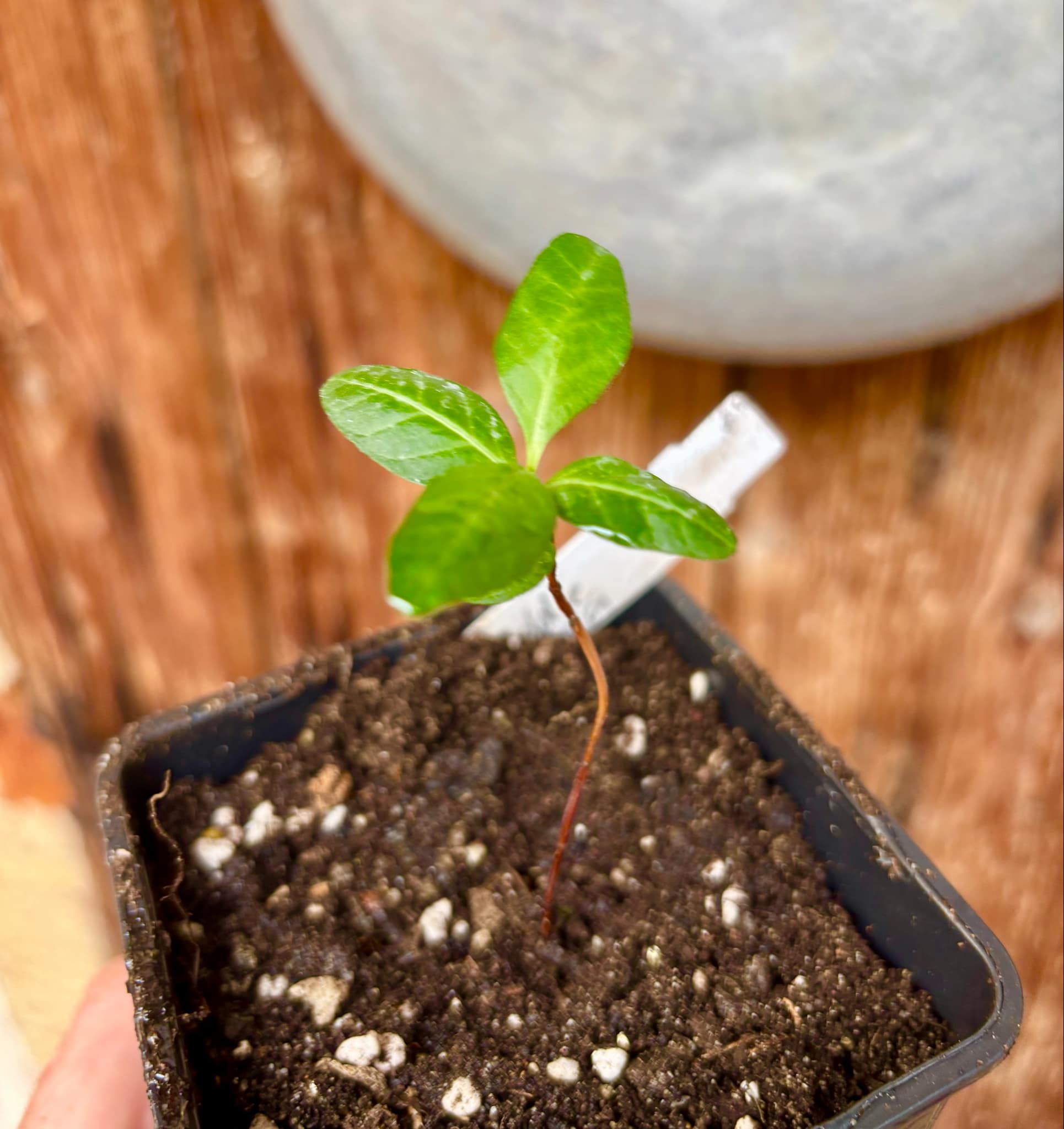 Psidium guajava - Pear middle  - 1 small potted seedling / 1 kleiner, getopfter Sämling