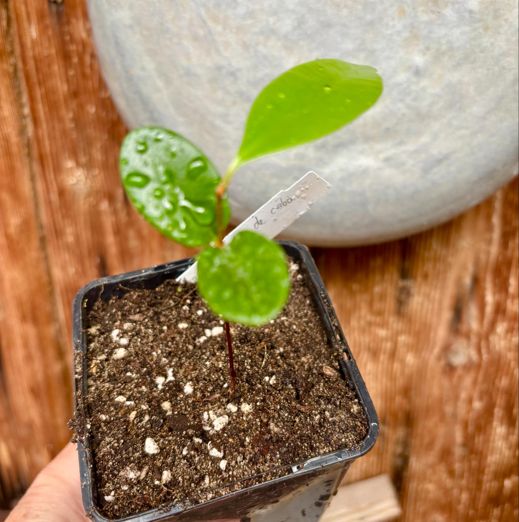Micropholis sp Negro de Cabo  -  1 potted seedling / 1 getopfter Sämling