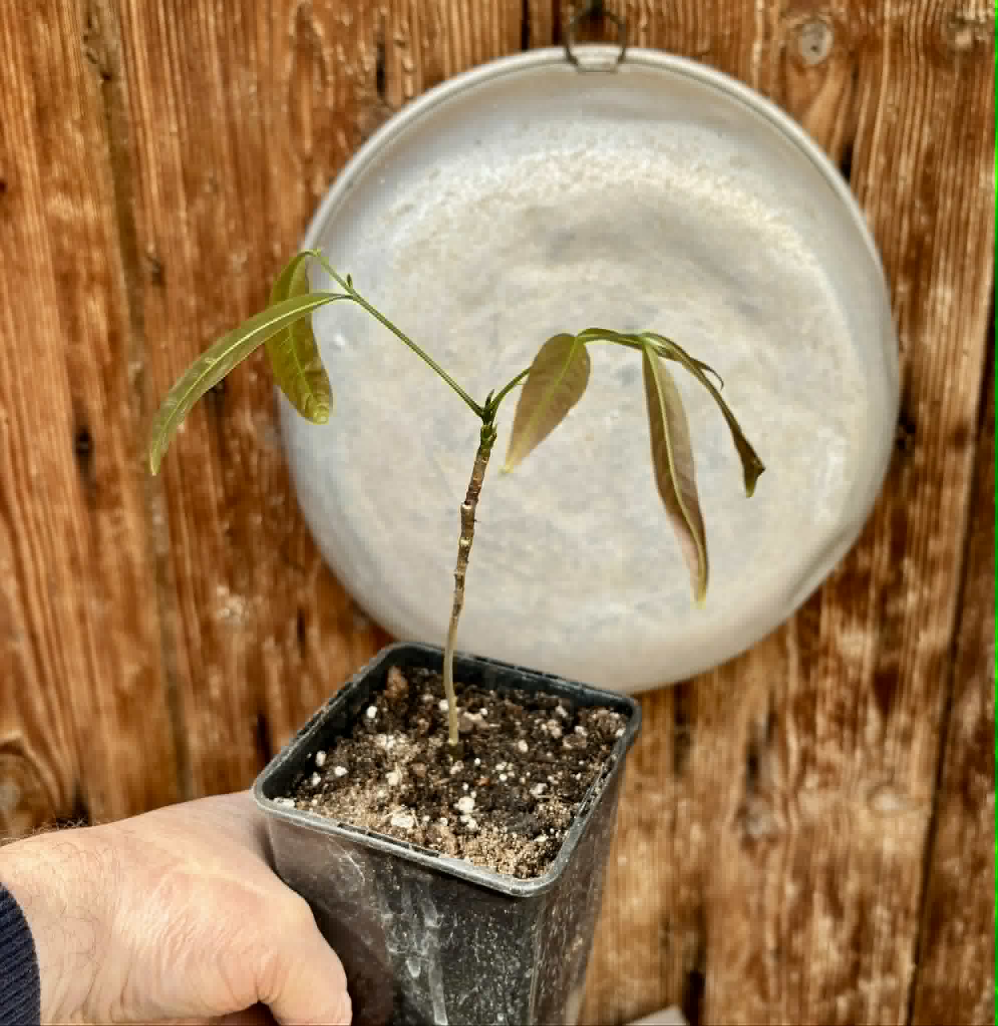 Talisia esculenta - Pitomba do Nordeste - 1 potted seedling / 1 getopfter Sämling