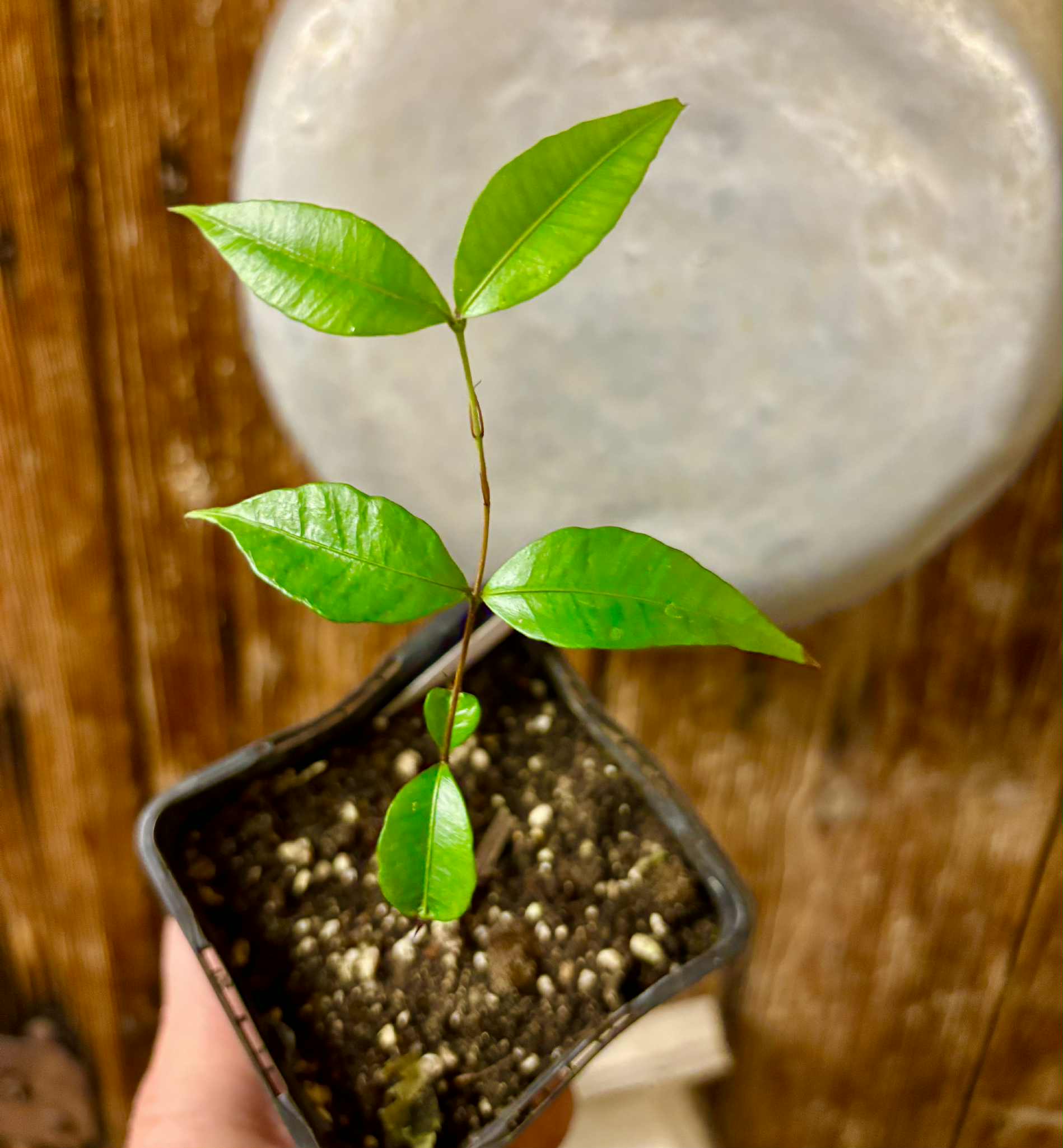 Neomitranthes sp Vinaceo - 1 potted seedling / 1 getopfter Sämling