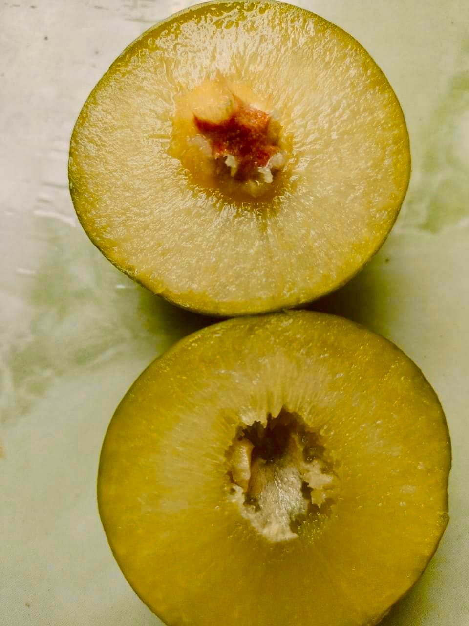 Umbu (Spondias tuberosa) -  1 fresh seed / 1 frischer Samen