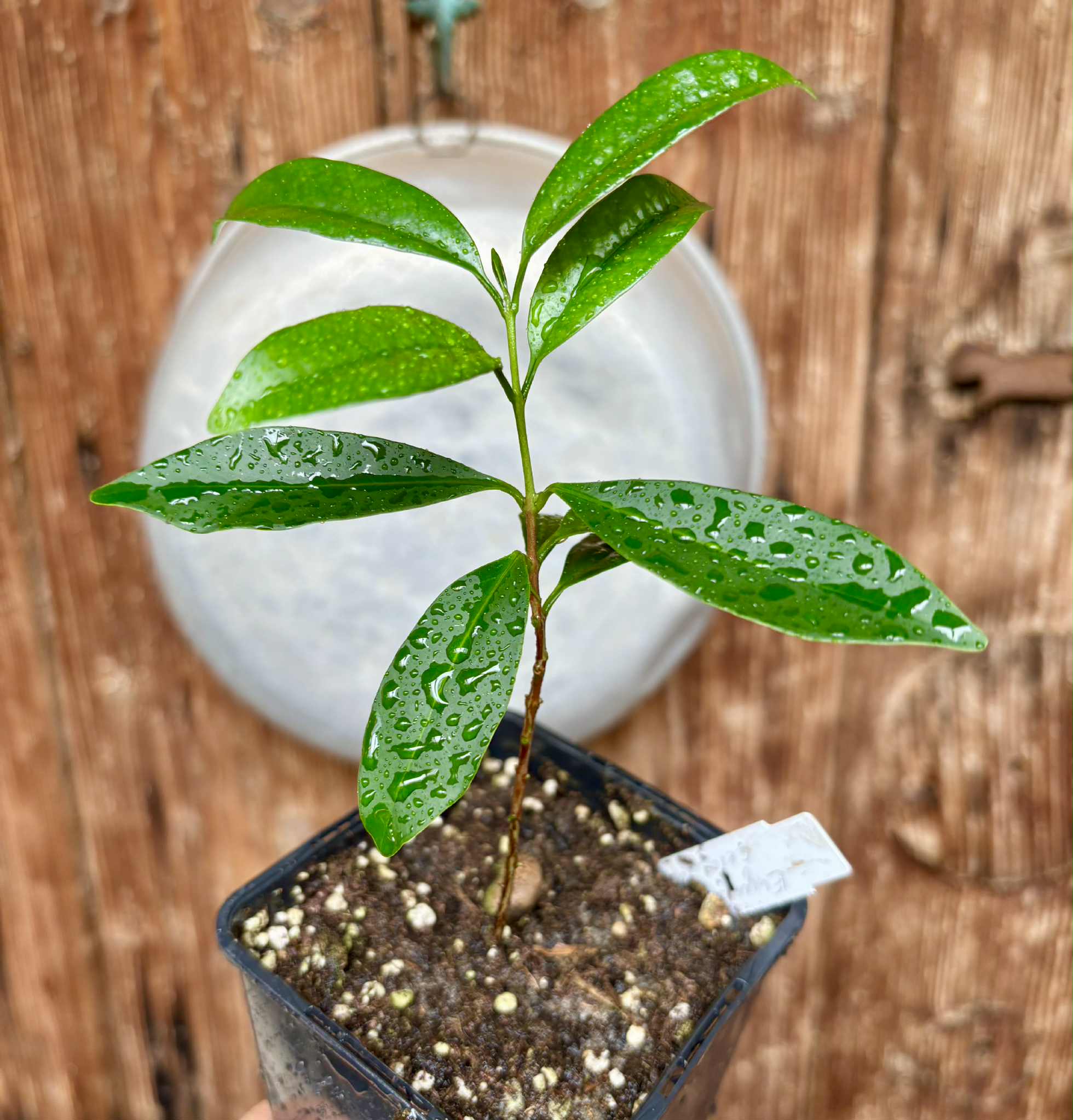 Eugenia cerasiflora - 1 potted plant - 1 getopfte Pflanze