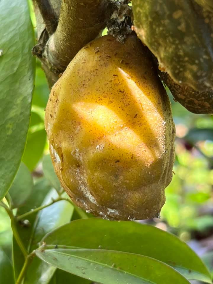 Nam Nam (Cynometra cauliflora) -  1 potted seedling / 1 getöpfter Sämling