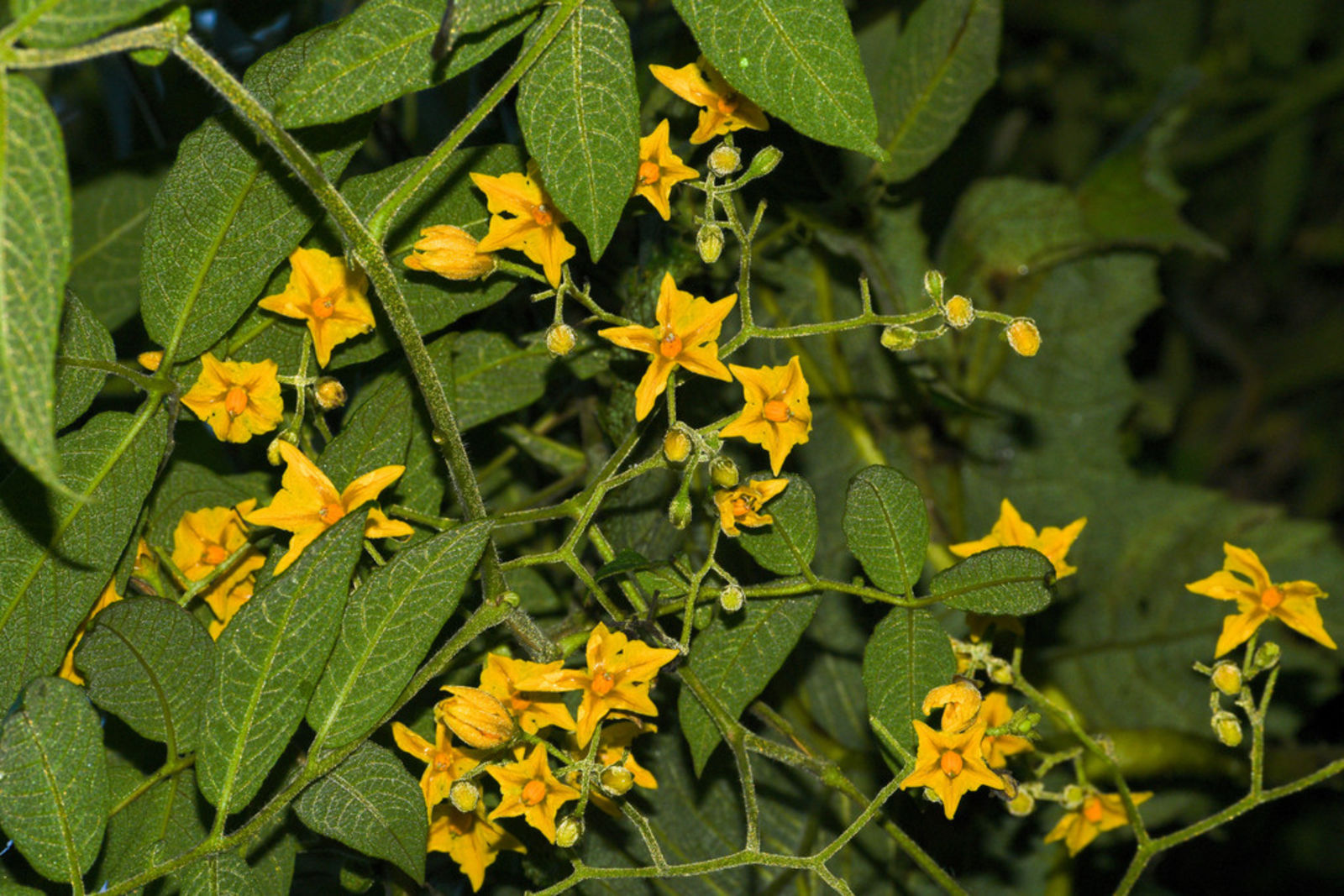 Solanum ochranthum - 1 fresh seed / 1 frischer Samen