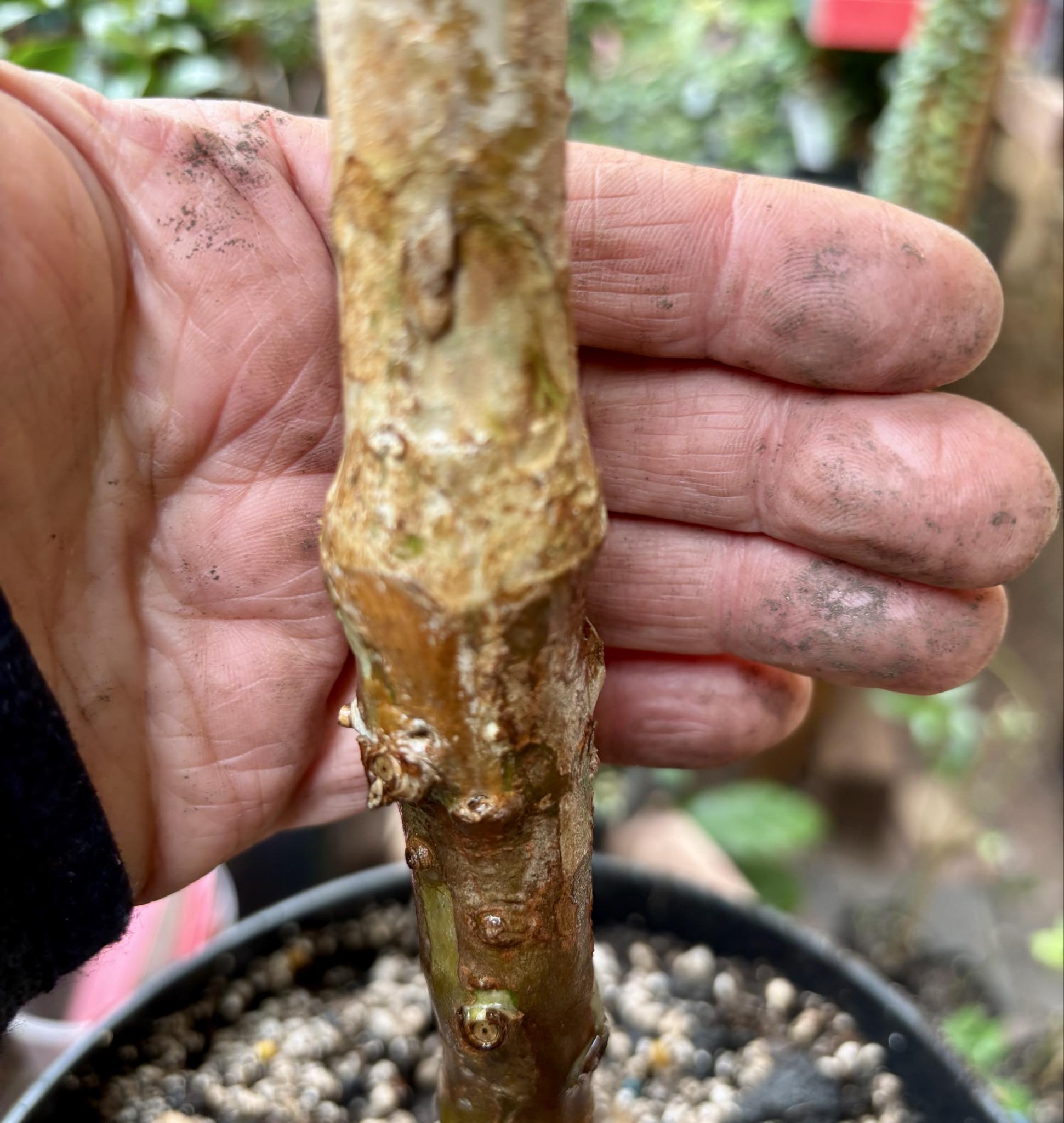 7 years old - grafted - Plinia phitrantha var. UNESP  - 1 potted plant / 1 getopfte Pflanze