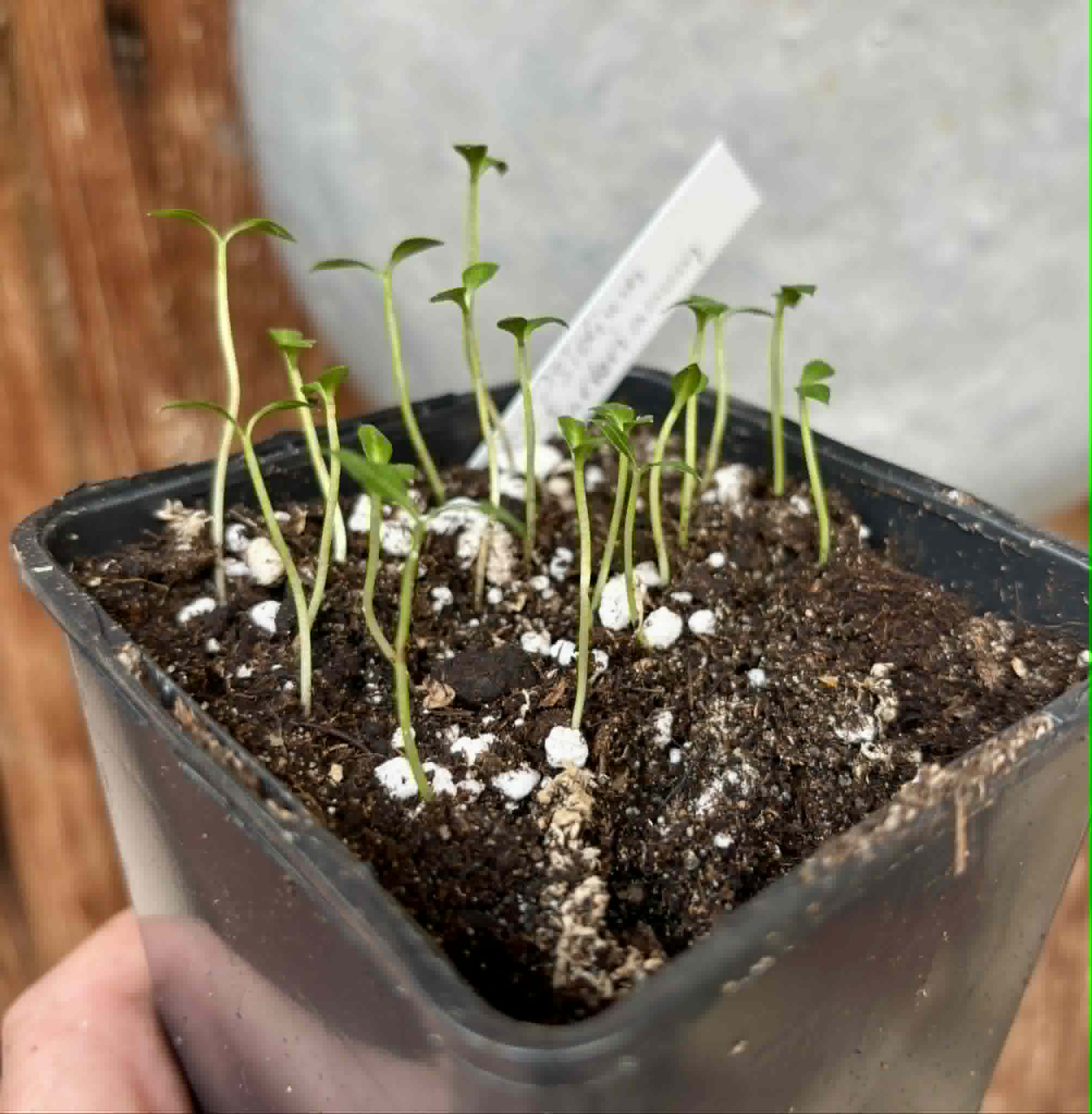 18 in 1 pot - Psidium sartorianum - 18 seedlings in one pot / 18 Sämlinge in einem Topf