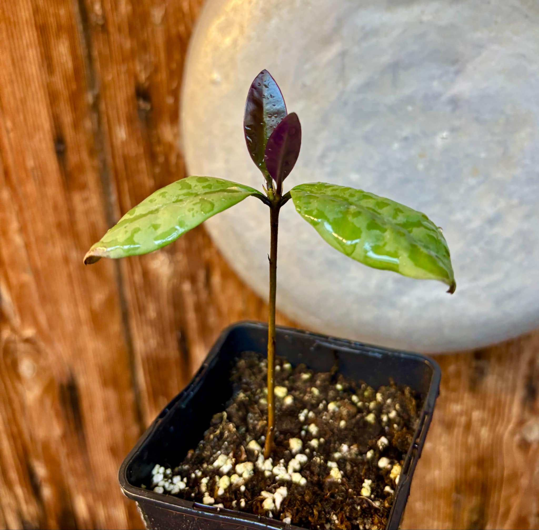 Eugenia sp Unana -  1 small potted seedling / 1 kleiner getopfter Sämling