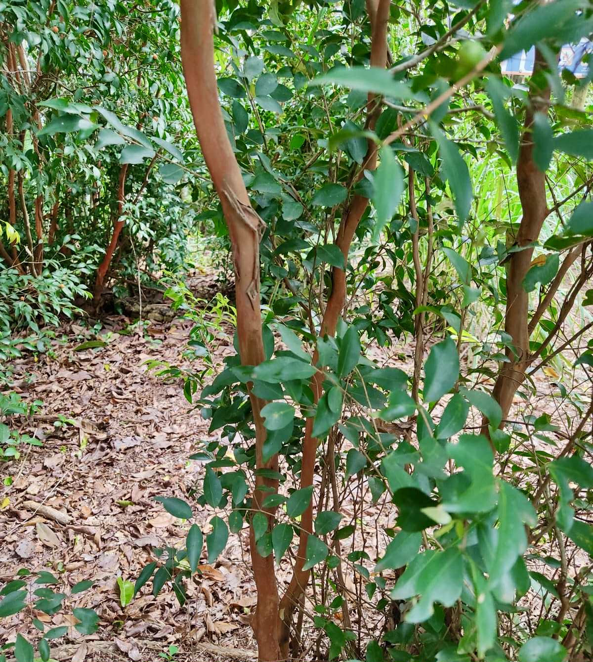 Myrciaria cuspidata var. Bahia - 1 fresh seed / 1 frischer Samen