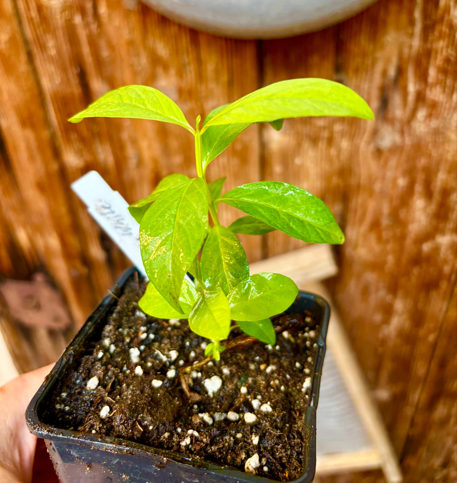 Psidium guajava - Mexican Cream Guava  - 1 small potted seedling / 1 kleiner, getopfter Sämling