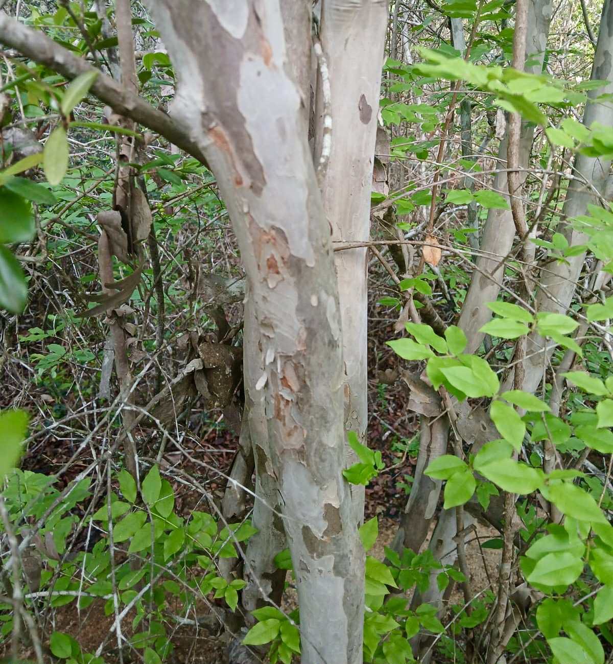 Jaboticaba de RAMA (Plinia sp) -  1 fresh seed / 1 frischer Samen