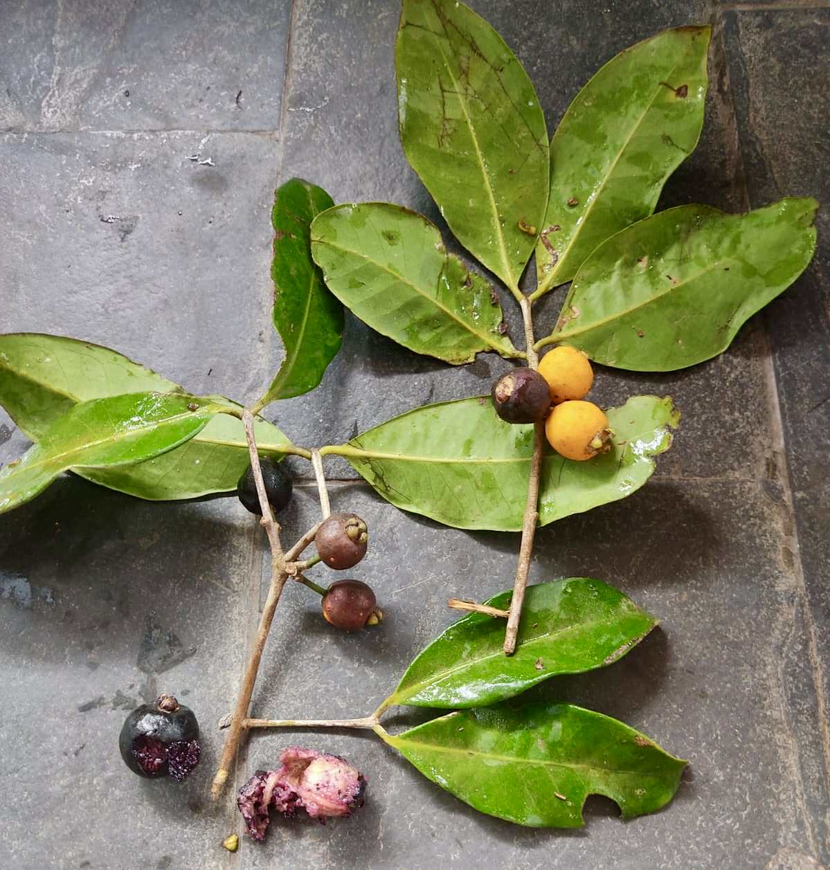 Eugenia rotundifolia var. Camamu - 1 germinated seed / 1 gekeimter Samen Eugenia rotundifolia var. Camamu - 1 germinated seed / 1 gekeimter Samen