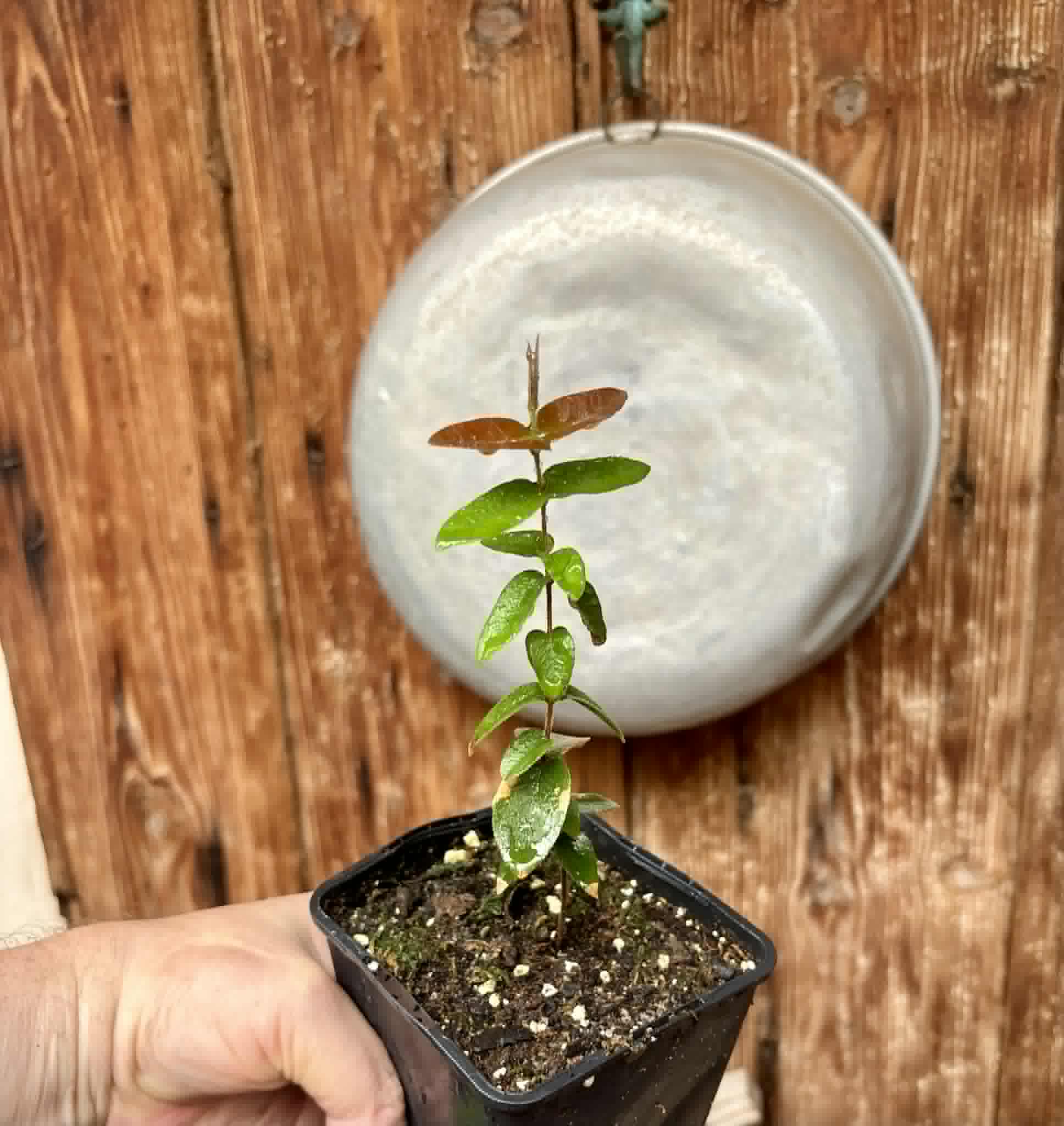 Myrciaria caerulescens (Roxa - Blue Guaquiea) - 1 potted seedling / 1 getopfter Sämling