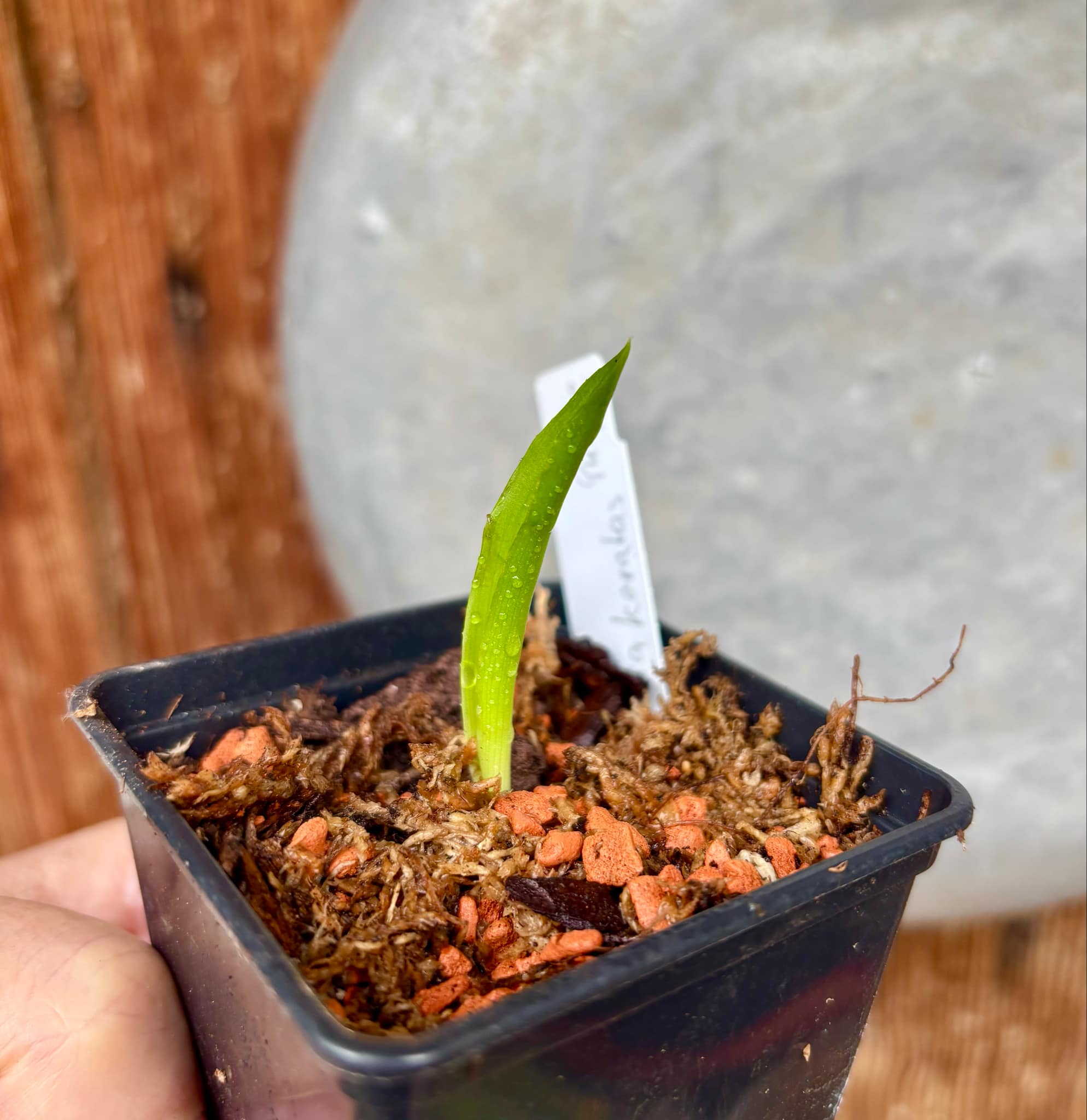 Pinuela purpura (Bromelia karatas) - purple variety  -  1 small potted seedling / 1 kleiner, getopfter Sämling