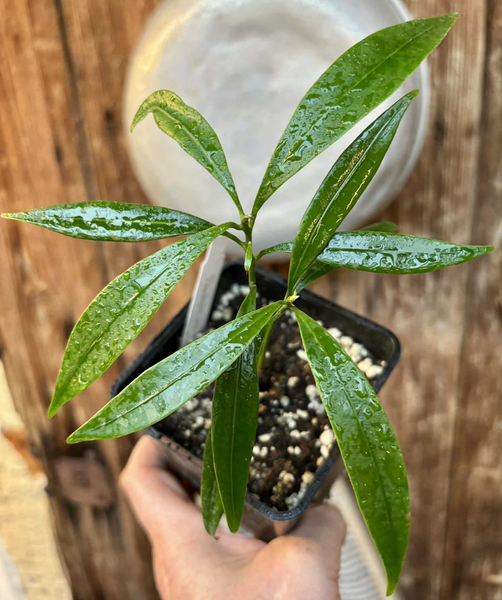 Pouteria macahensis - 1 potted seedling / 1 getopfter Sämling