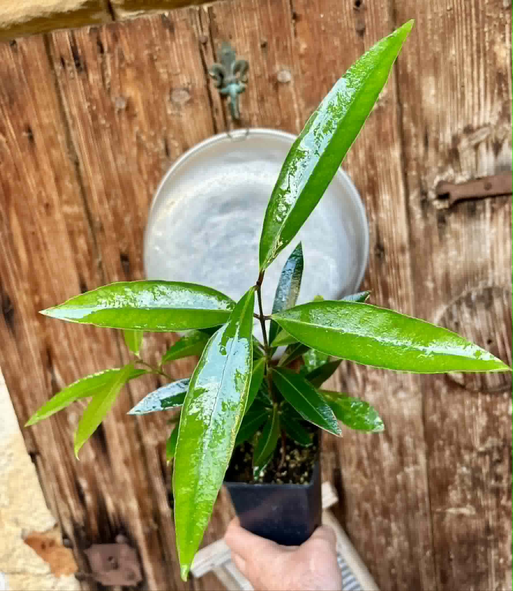 Eugenia sp Jambo da Mata -  1  potted seedling / 1 getopfter Sämling
