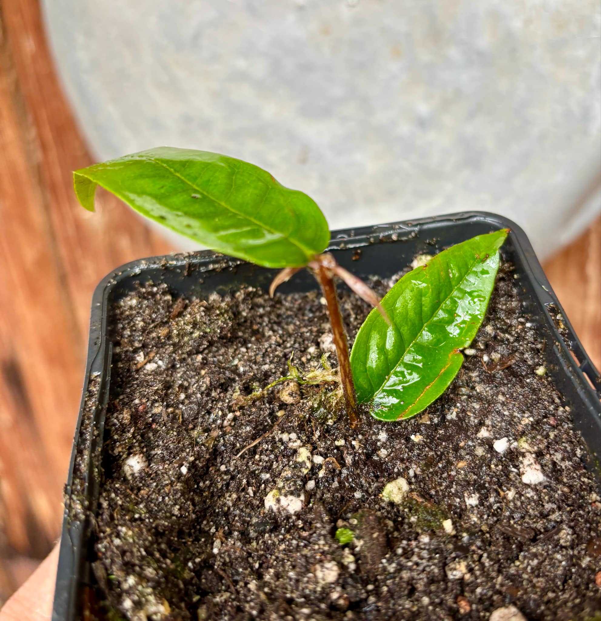 Plinia aureana "Branca Costada"  - 1 rooted, potted cutting / 1 bewurzelter, getopfter Steckling