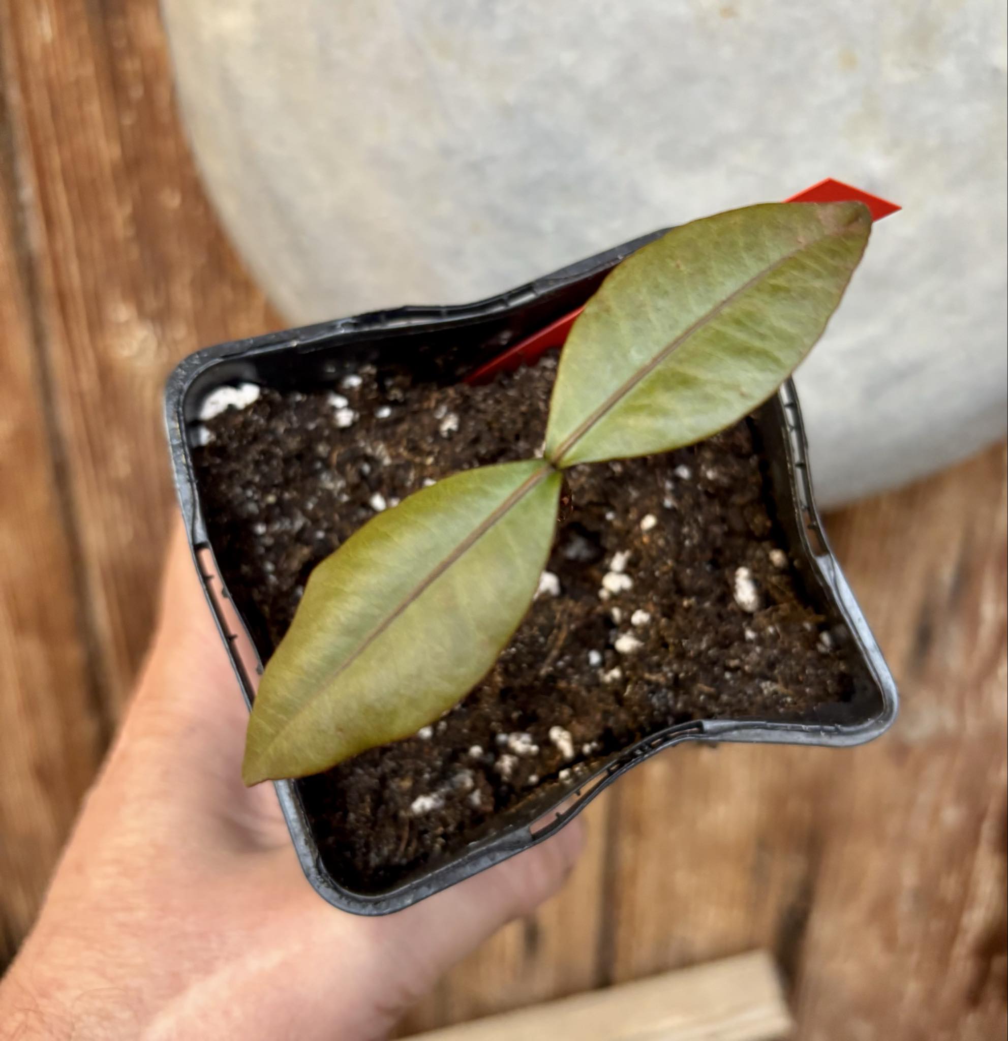 Bacupari Mexico (Garcinia brasiliensis) -  1 potted seedling / 1 getopfter Sämling