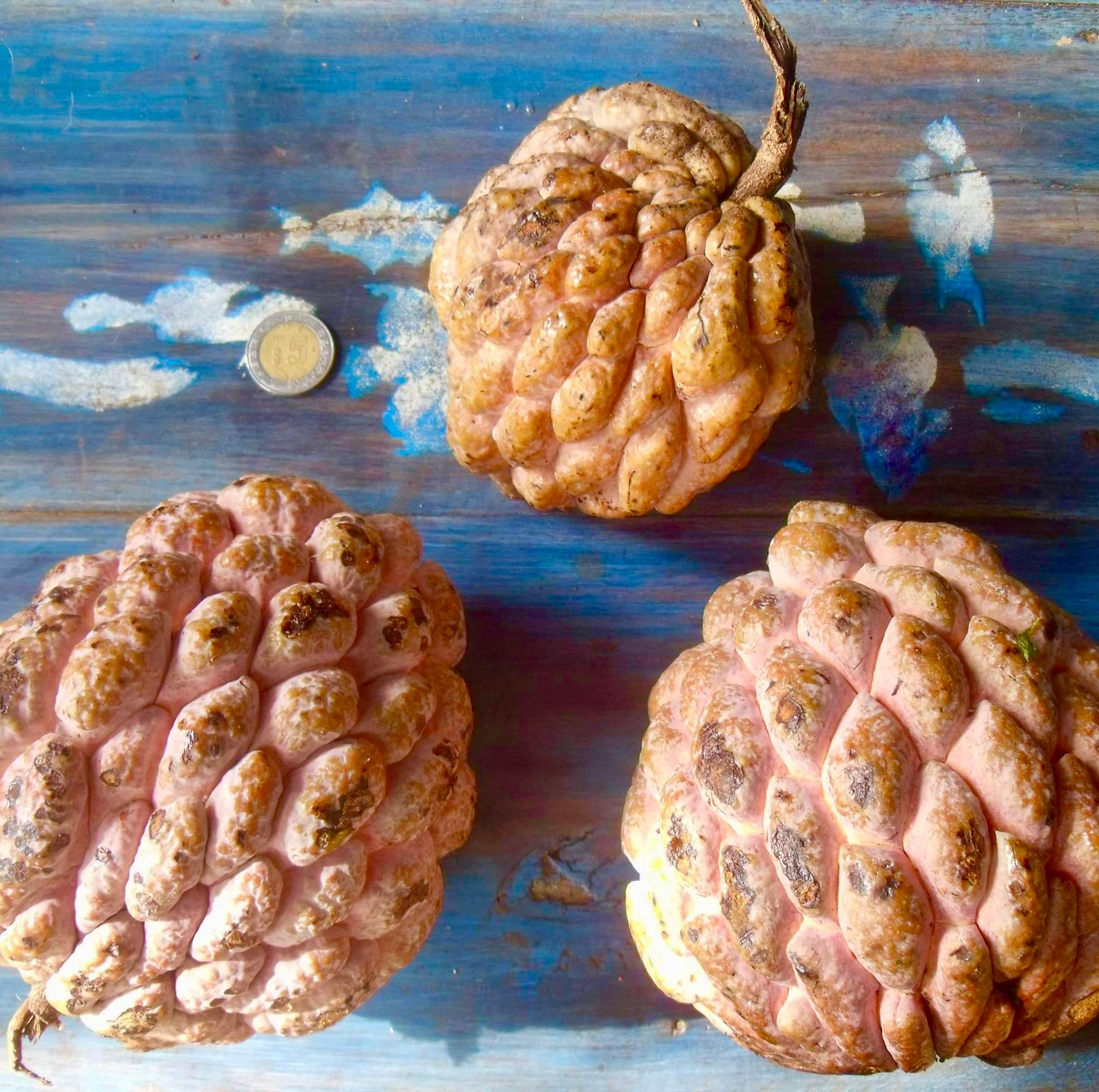 Annona squamosa - 1 potted seedling / 1 getopfter Sämling