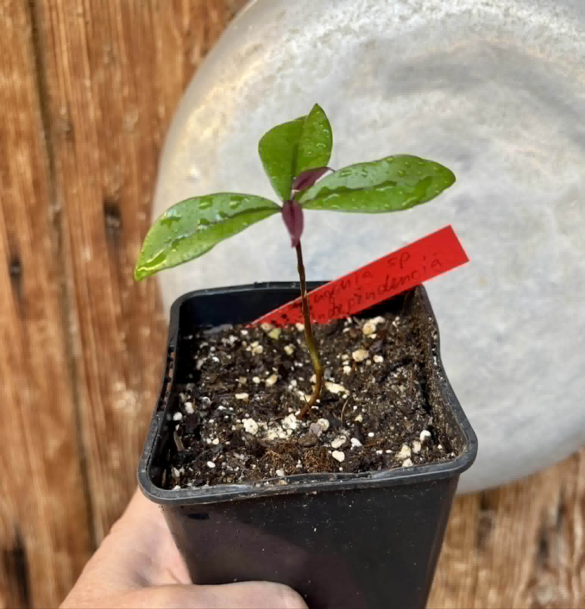 Eugenia sp Independencia - 1 potted seedling / 1 getopfter Sämling