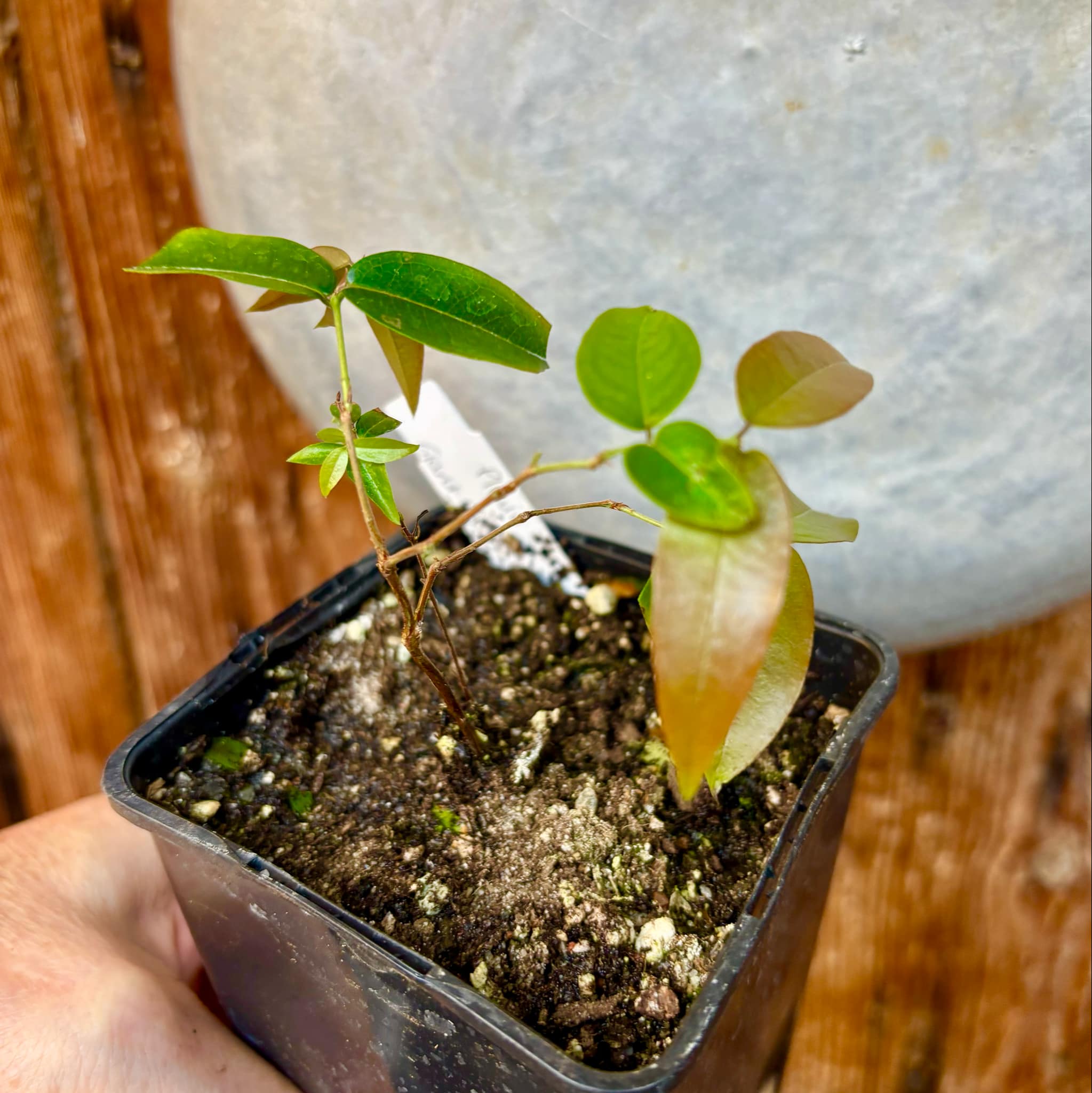 Plinia sp Giant Piray Argentina - 1 potted plant / 1 getopfte Pflanze