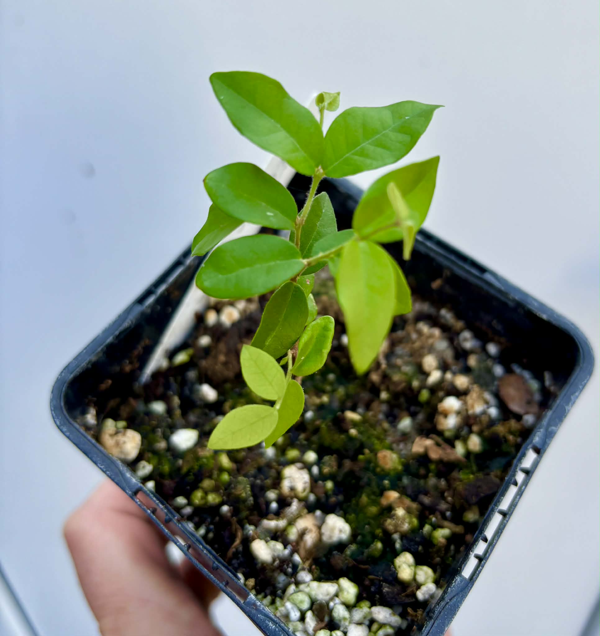Eugenia hirta - 1 potted seedling/ 1 getopfter Sämling
