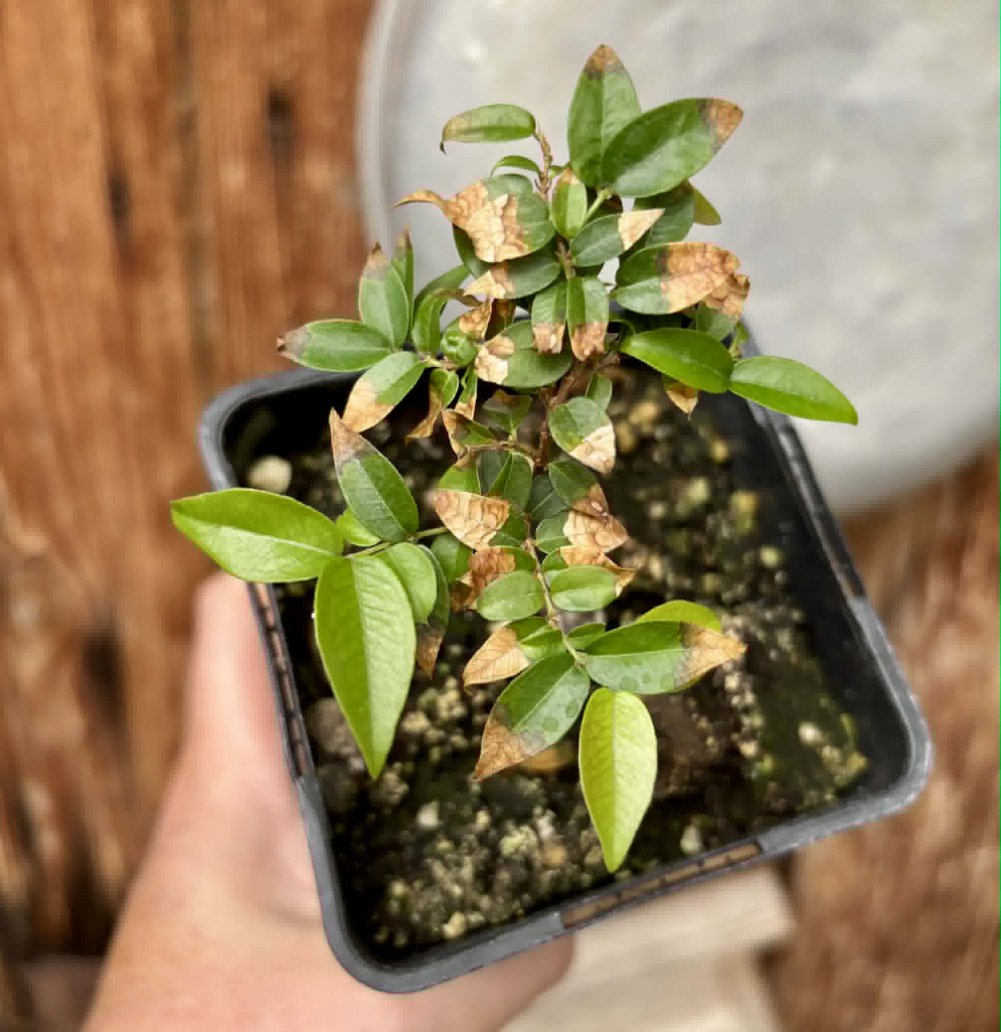 Plinia sp Cruz de Diamantina - 1 potted plant/ 1 getopfte Pflanze