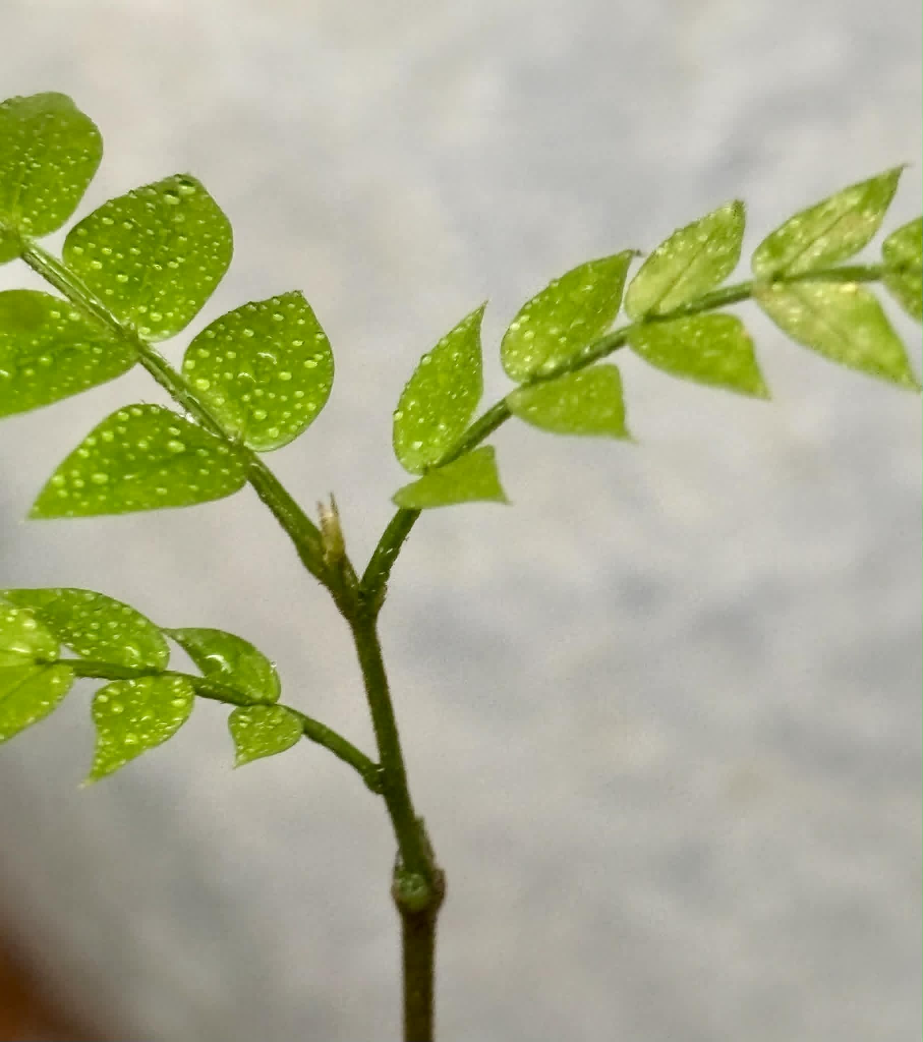 last plant - Inga aff. Pedunculata  - 1 potted seedling / 1 getopfter Sämling