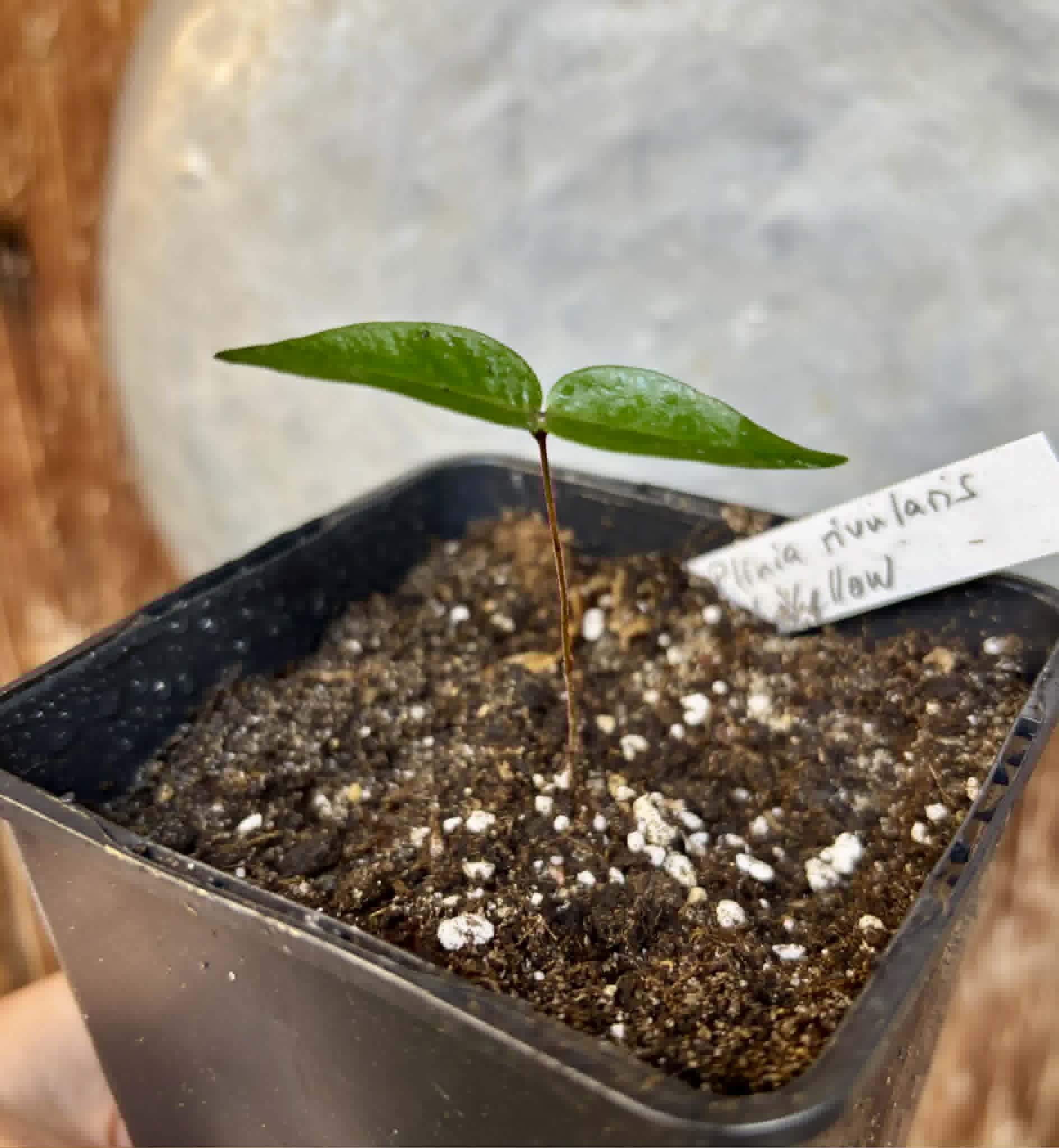 Yellow Guaburiti (Plinia rivularis var. flava) - 1 potted seedling / 1 getopfter Sämling