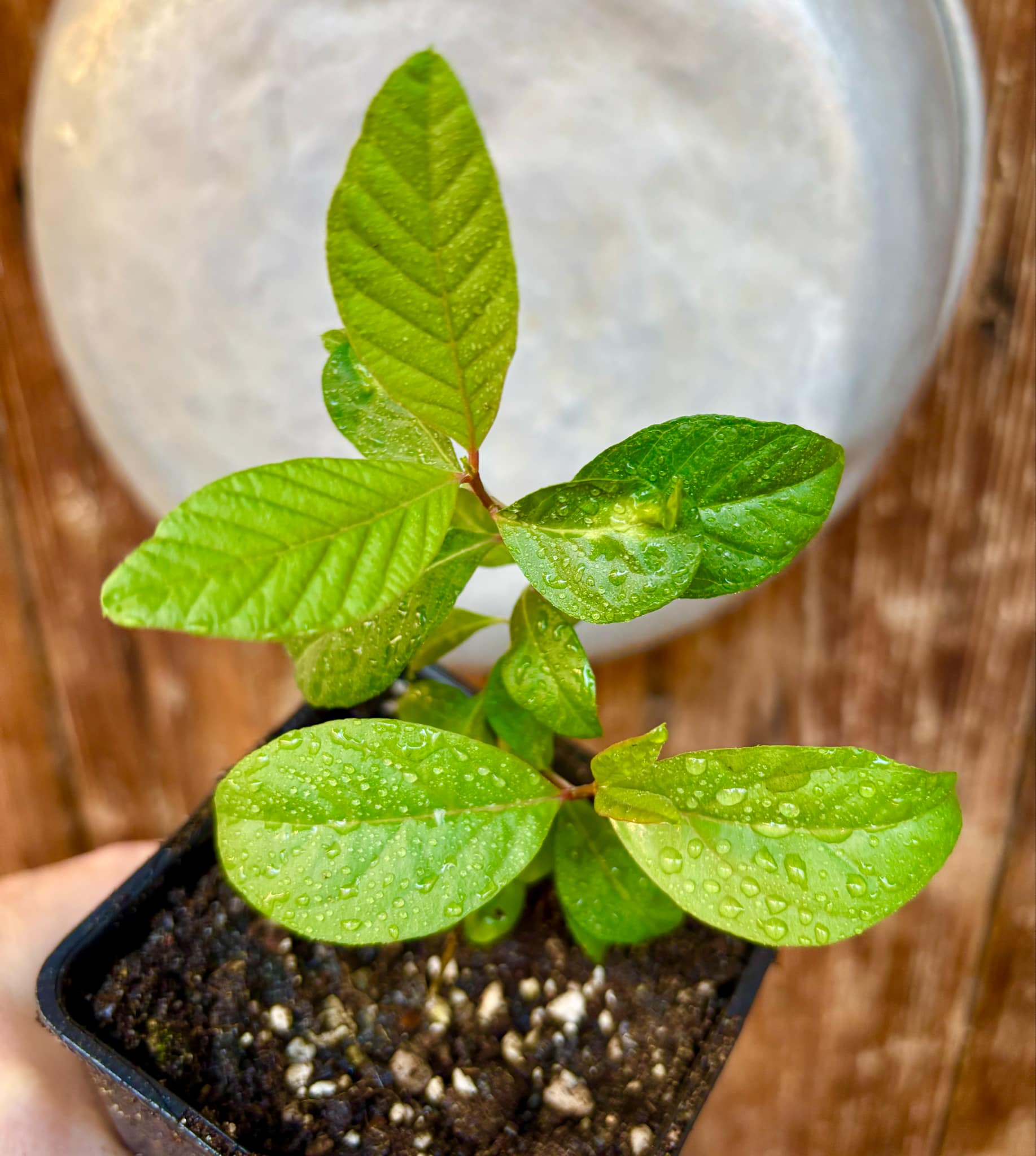 Yellow Pear Shape Guava (Psidium guajava var.) - 1 potted small plant / 1 kleine, getopfte Pflanze Yellow Pear Shape Guava (Psidium guajava var.) - 1 potted small plant / 1 kleine, getopfte Pflanze
