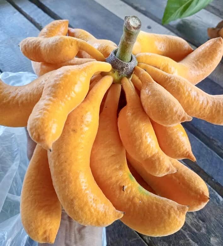 Civet Banana (Uvaria grandiflora) -  1 fresh seed / 1 frischer Samen