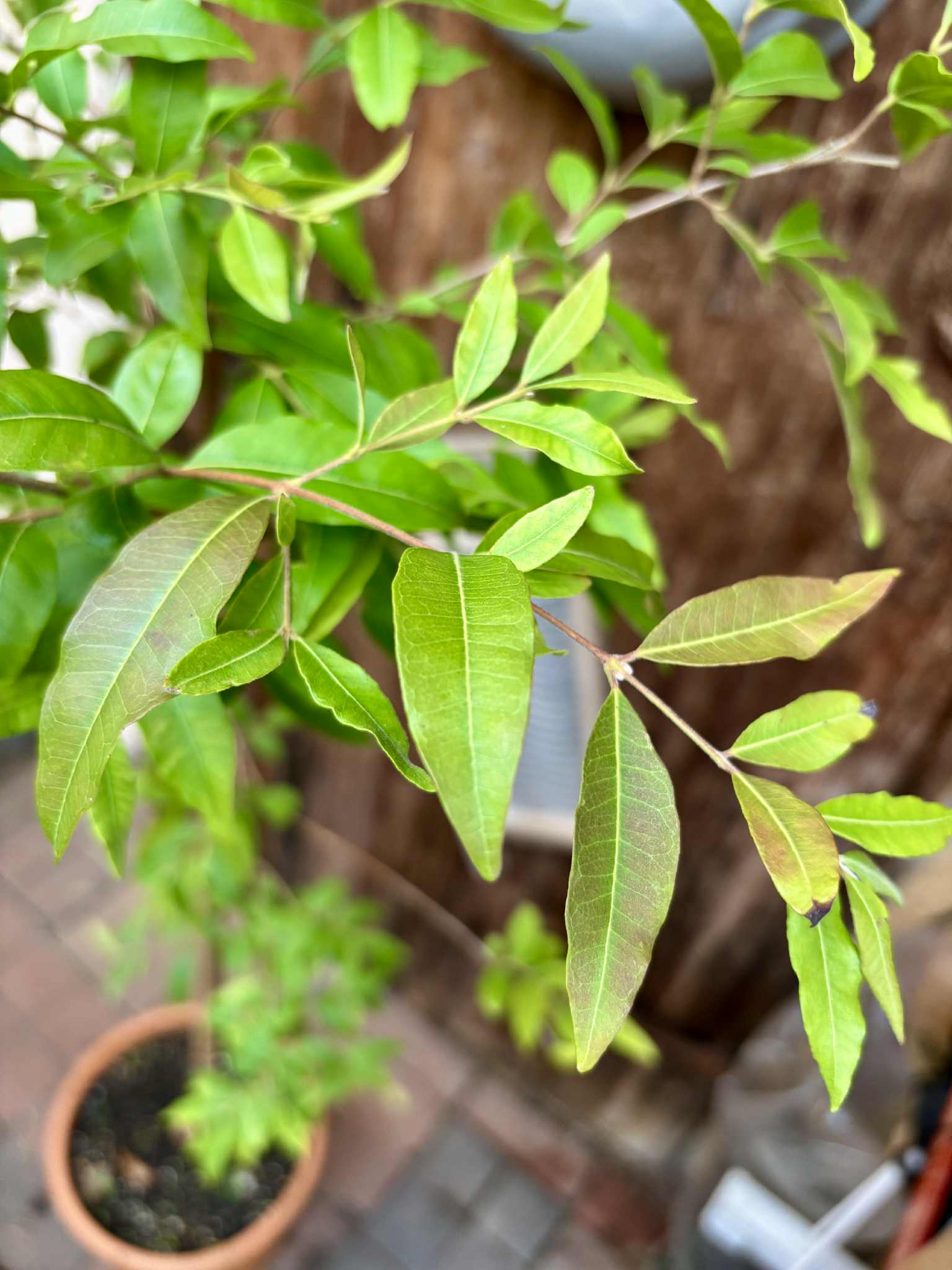 ten years old - Uvaia - Eugenia pyriformis -  1 potted plant / 1 getopfte Pflanze