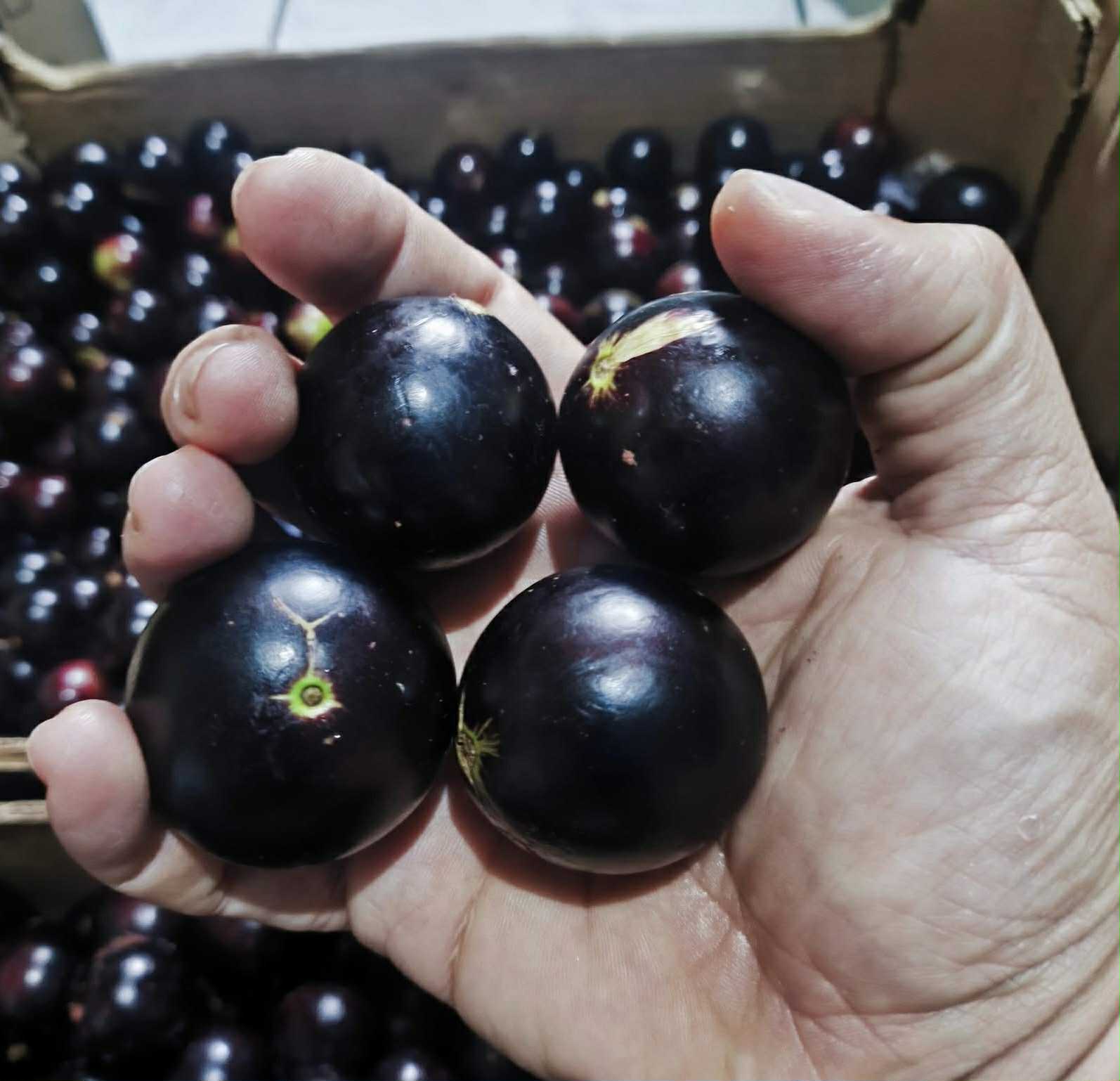 Plinia coronata var. Olho de Boi Seleção - 1 fresh seed / 1 frischer Samen