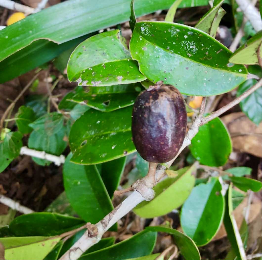 Eugenia sp Essencia negra - 1 germinated seed / 1 gekeimter Samen Eugenia sp Essencia negra - 1 germinated seed / 1 gekeimter Samen