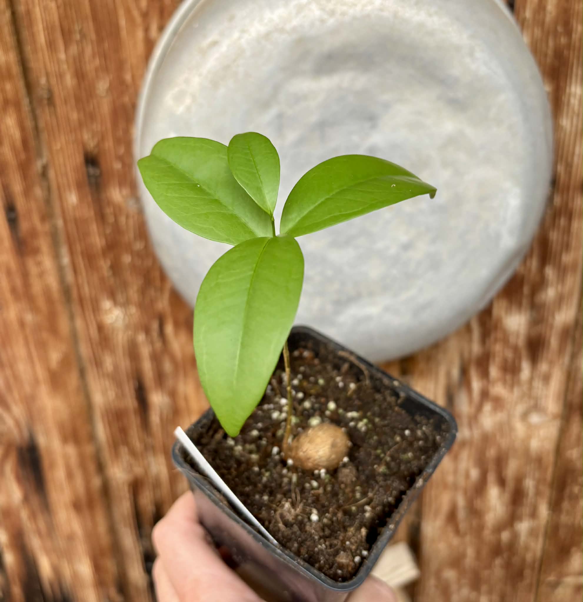 Eugenia sp Itayuba - 1 potted plant / 1 getopfte Pflanze