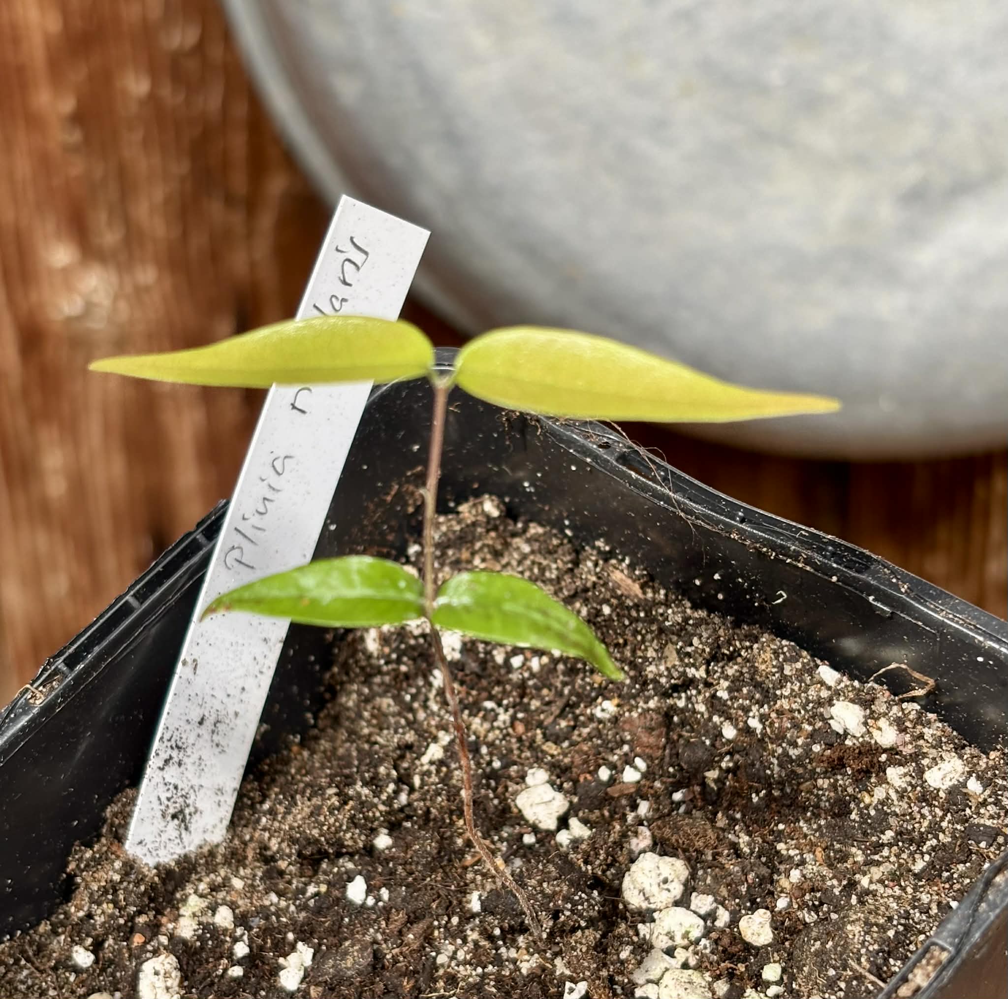 Yellow Guaburiti (Plinia rivularis var. flava) - 1 potted seedling / 1 getopfter Sämling