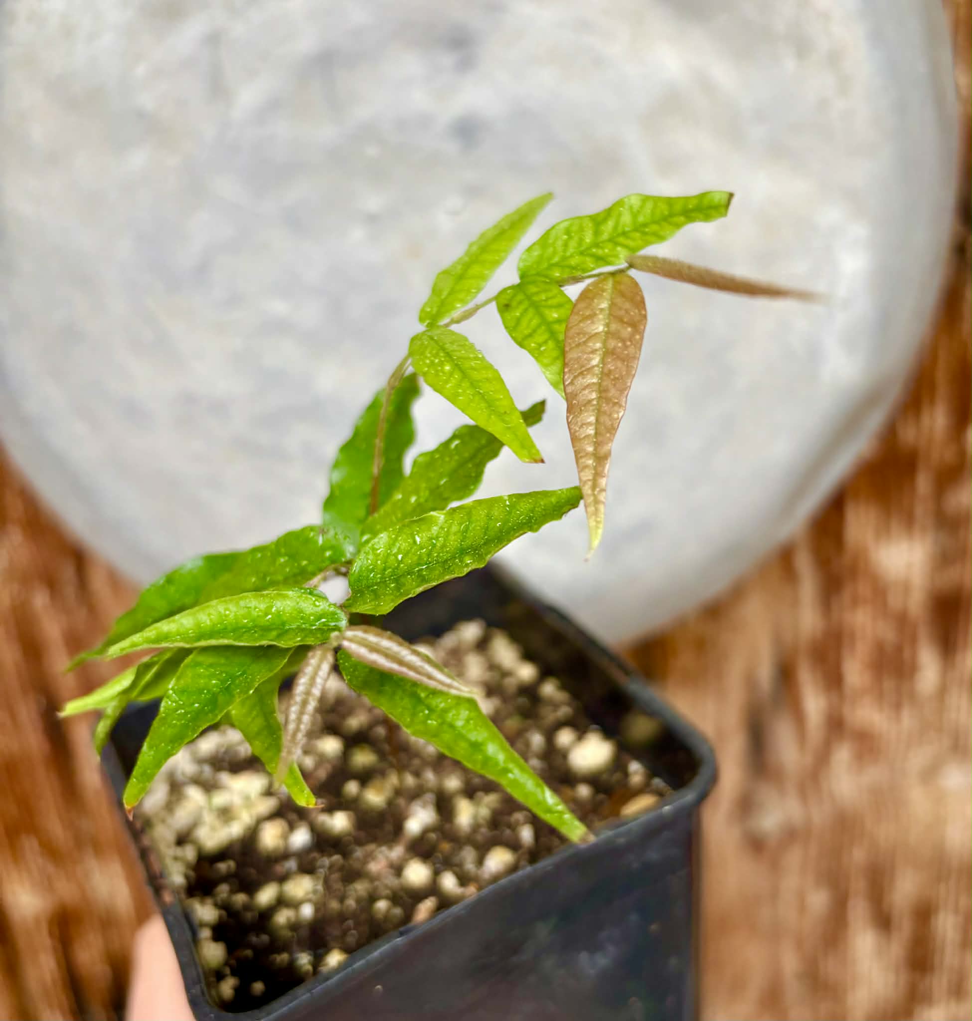 Plinia sp Rajada Cabo longo verde Tupinamba - Jaboticaba -  1 potted seedling / 1 getopfter Sämling