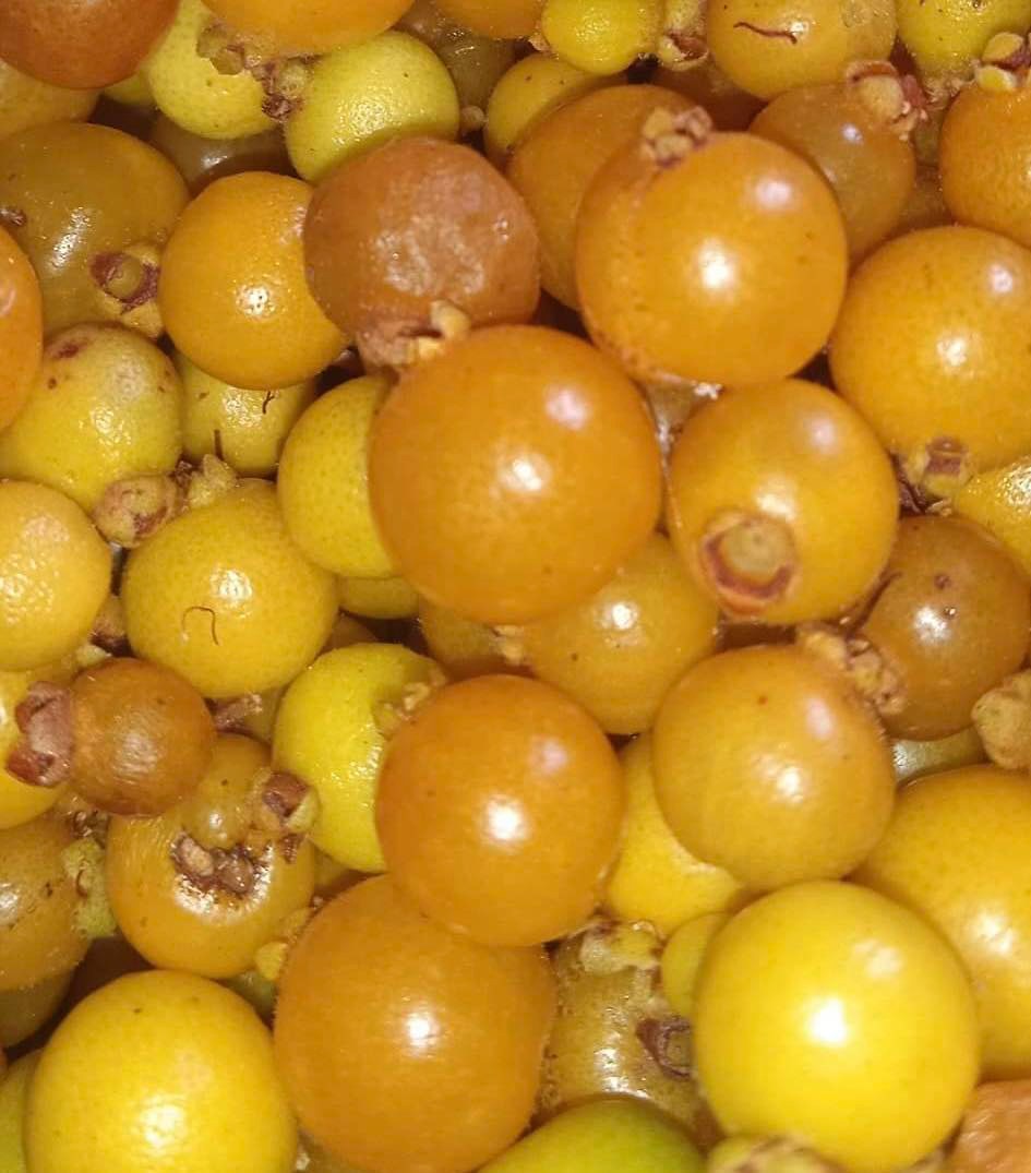 Guamirim amarelo (Calyptranthes sp) - potted plant / getopfte Pflanze