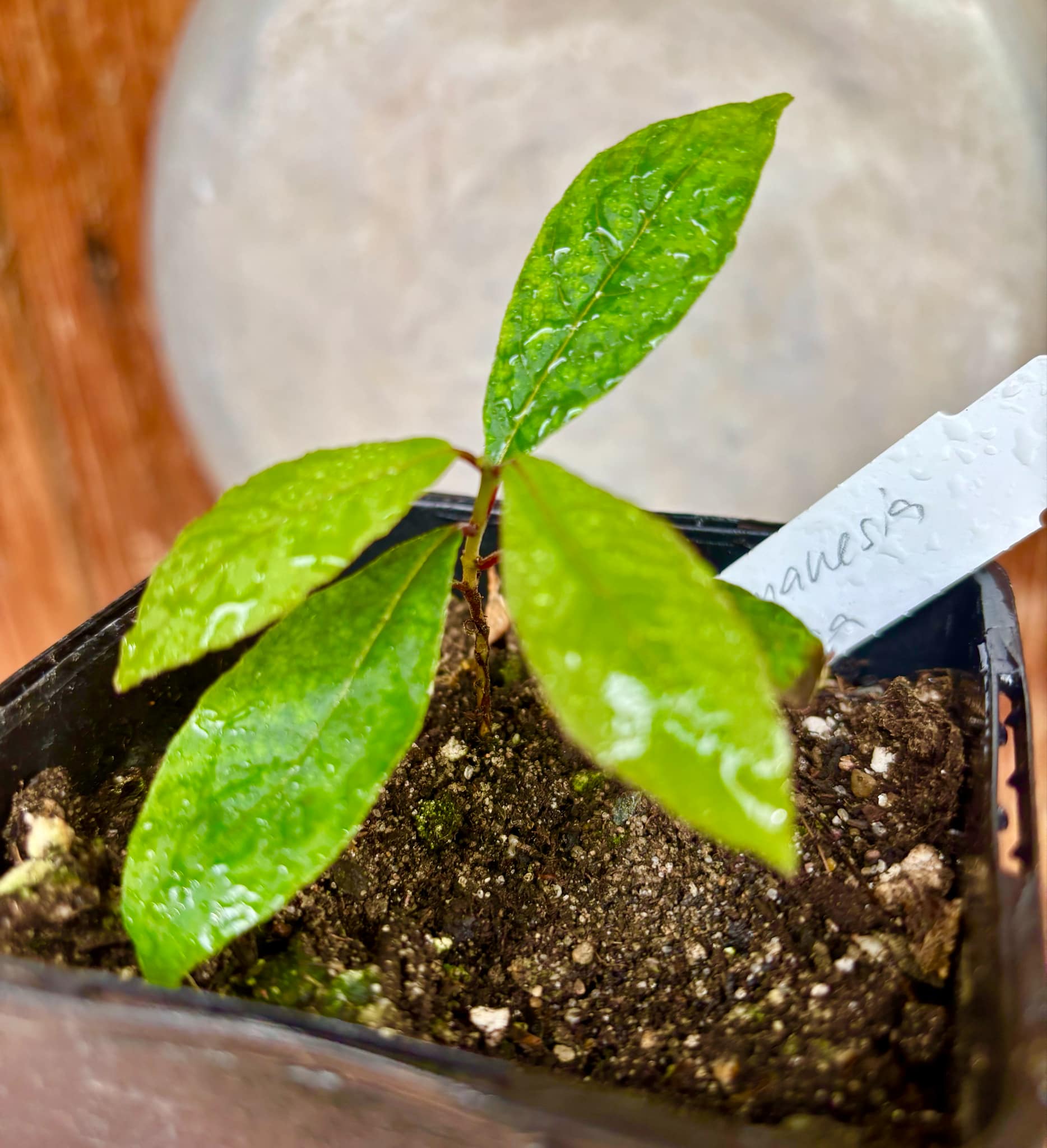 Campomanesia aromatica - Guabiraba - 1 small potted seedling / 1 kleiner, getopfter Sämling