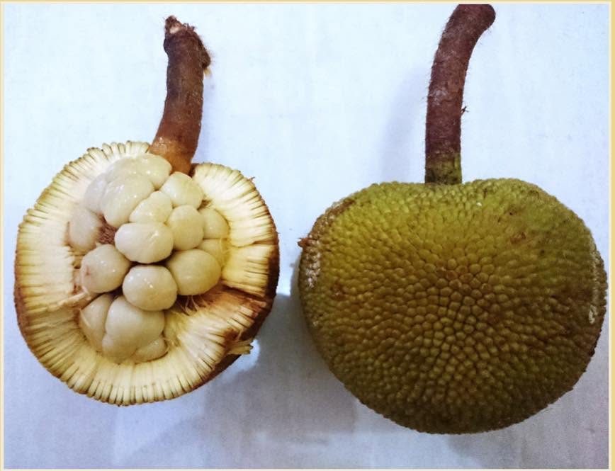 Pre Order - Pingan (Artocarpus sarawakensis) - 1 fresh seed / 1 frischer Samen