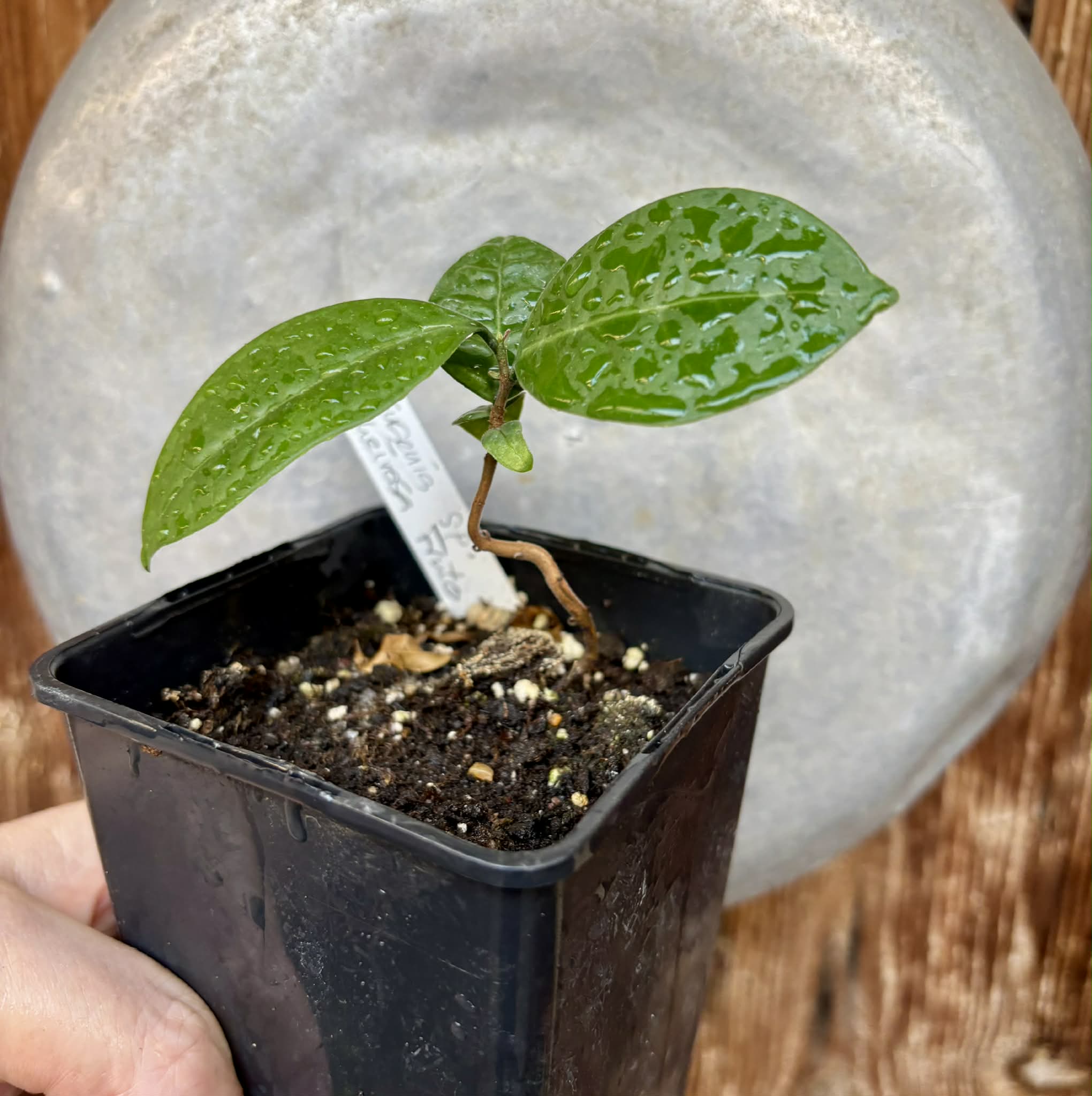 Eugenia sp Cheirosa Fruto Passado - 1 potted seedling / 1 getopfter Sämling