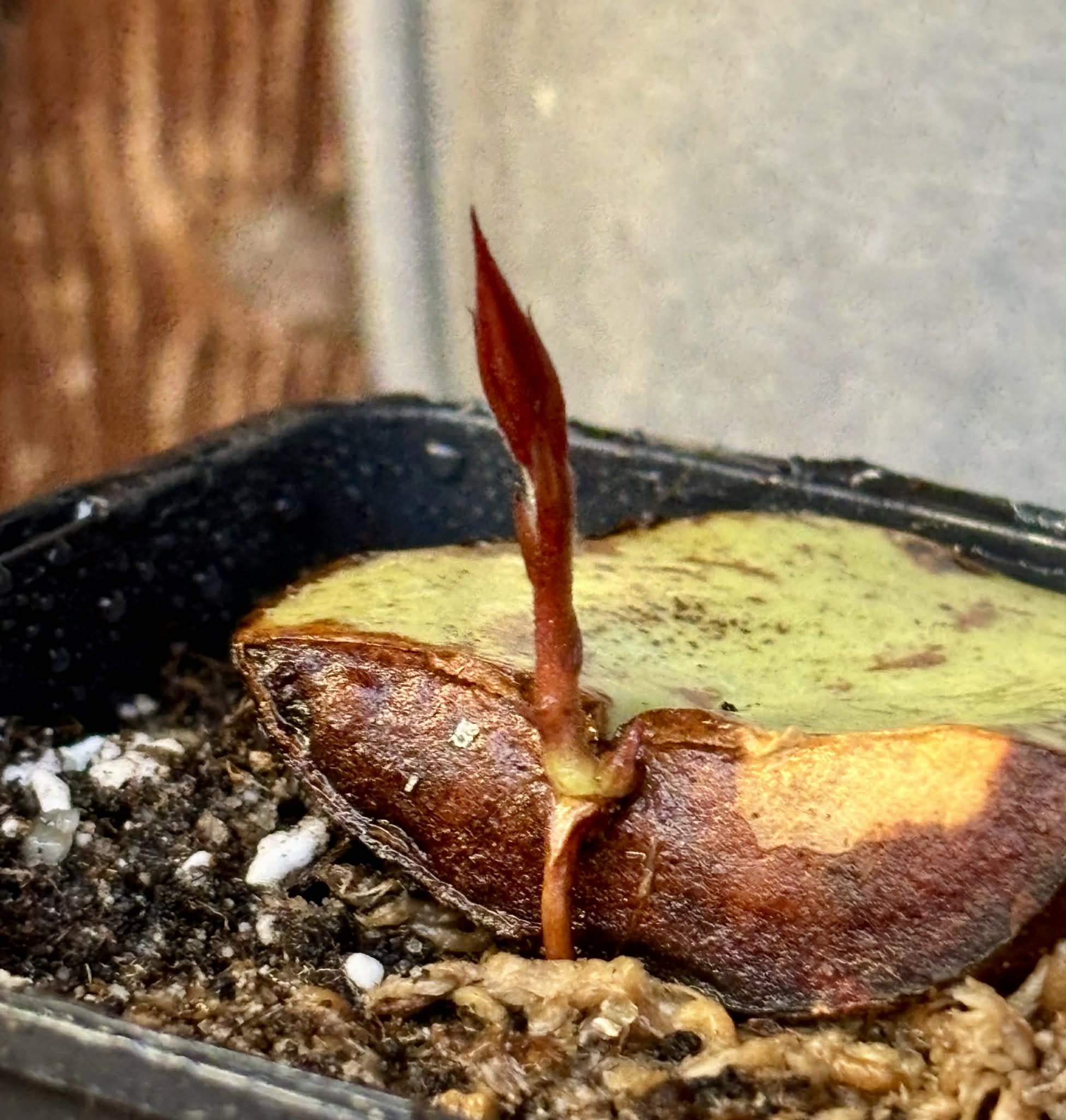 Plinia rara var. WHITE -  1 potted seedling / 1 getopfter Sämling