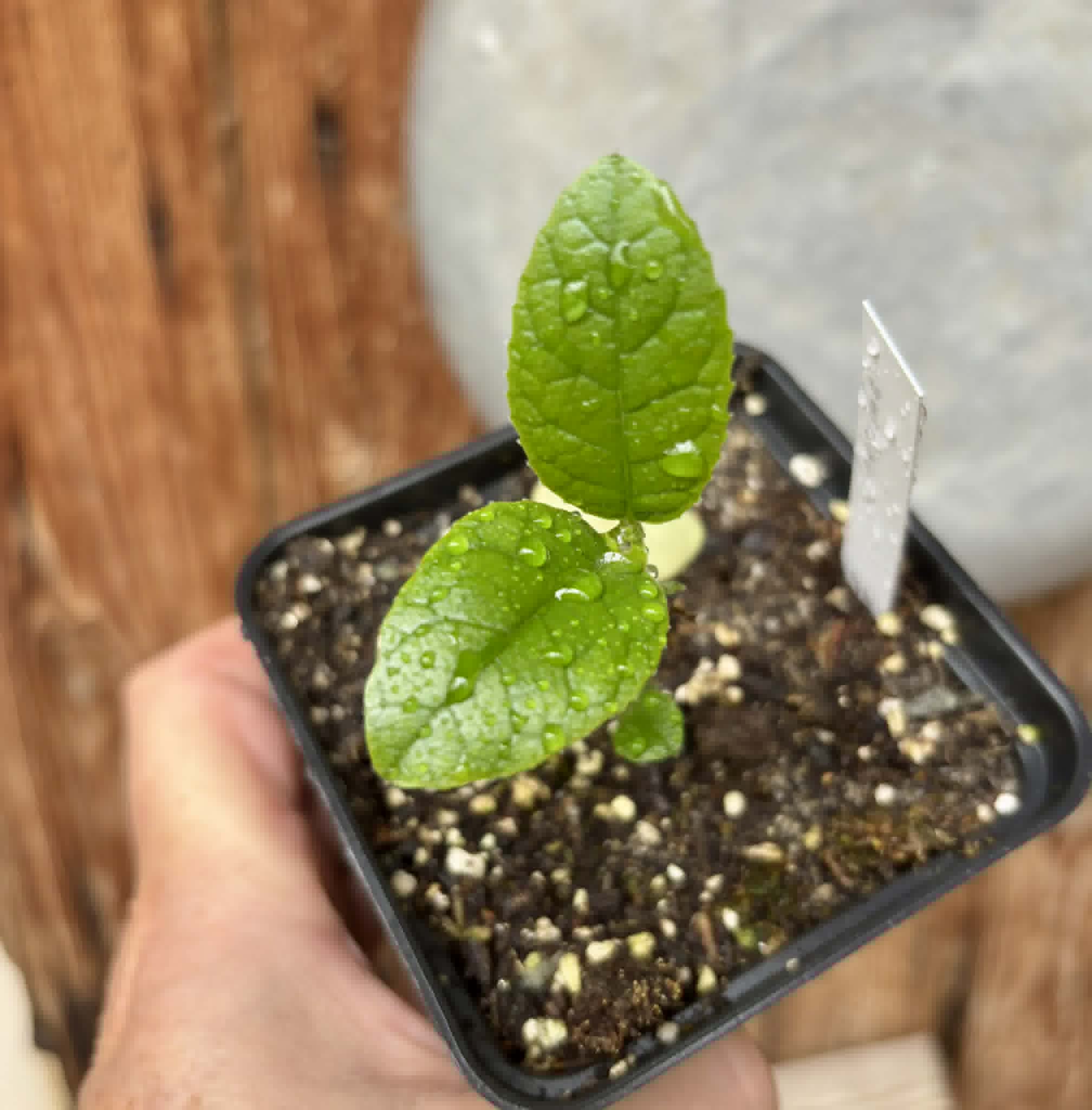 Artocarpus lacucha - Lakoocha  -  1 potted seedling / 1 getopfter Sämling