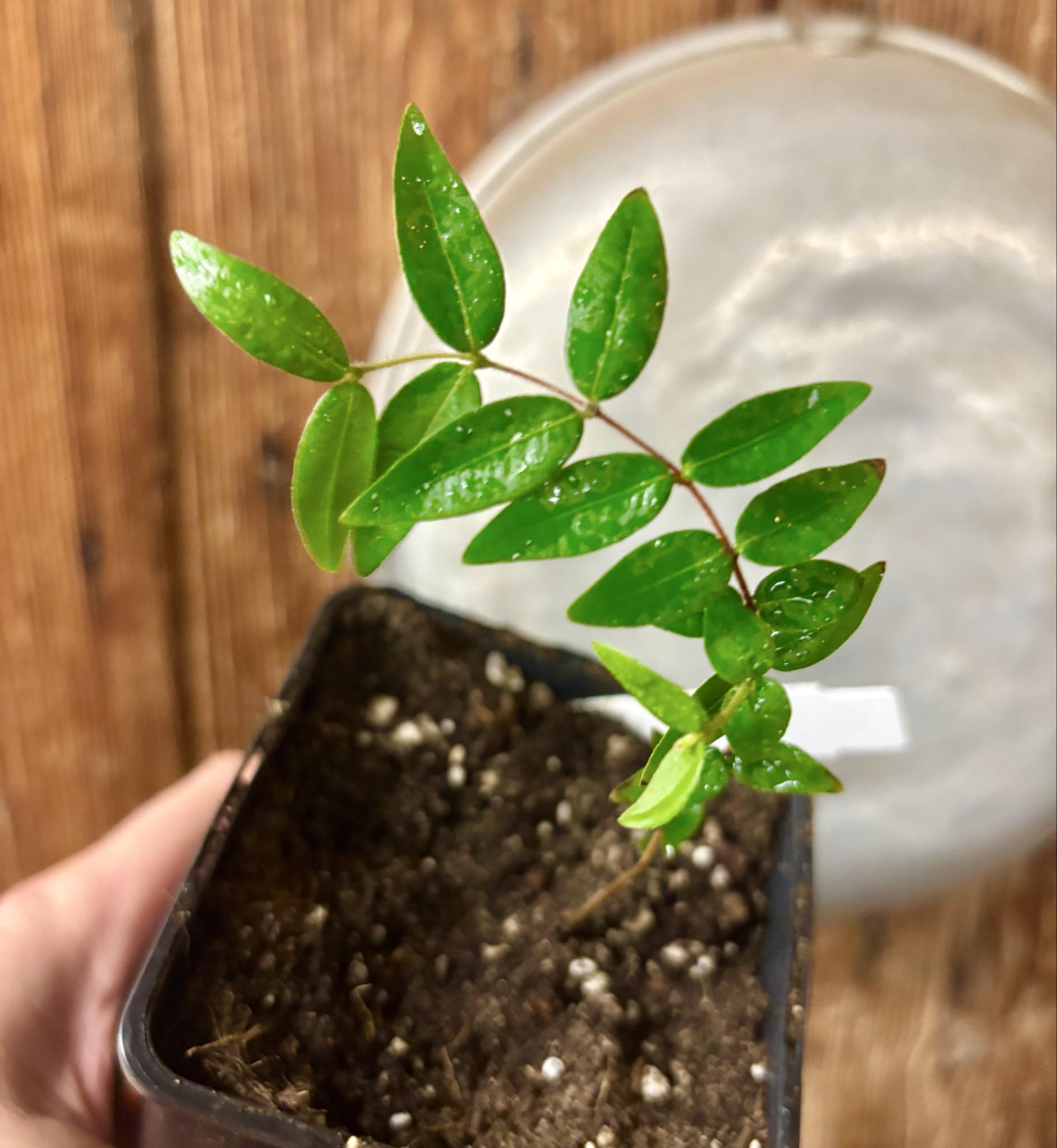 Myrciaria pilosa -  1 small potted seedling  / 1 kleiner getopfter Sämling